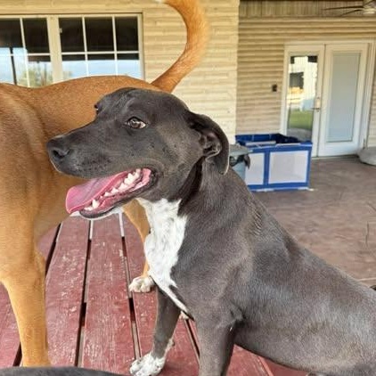 Enlarge CHANCE, a Adoptable mixed breed in Mission, TX image 4/5