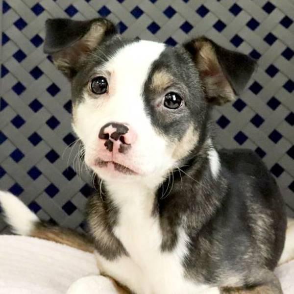 Baby, Adoptable, Adult Female Chihuahua.