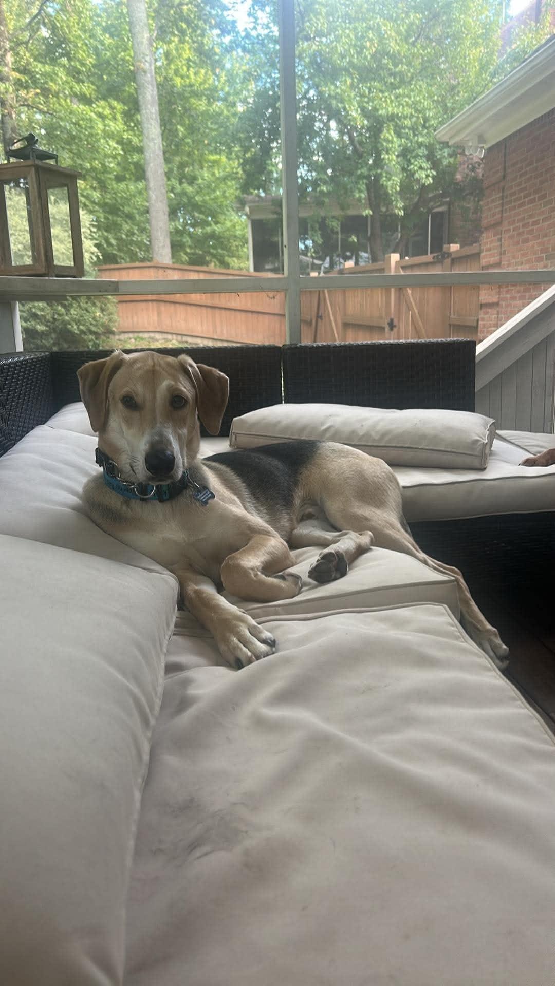 Enlarge Fred, a Adoptable mixed breed in Douglas, MA image 3/6