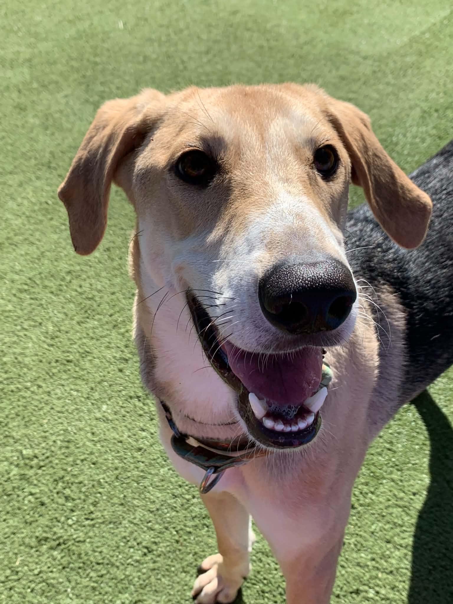 Fred, Adoptable, Puppy Male Hound.