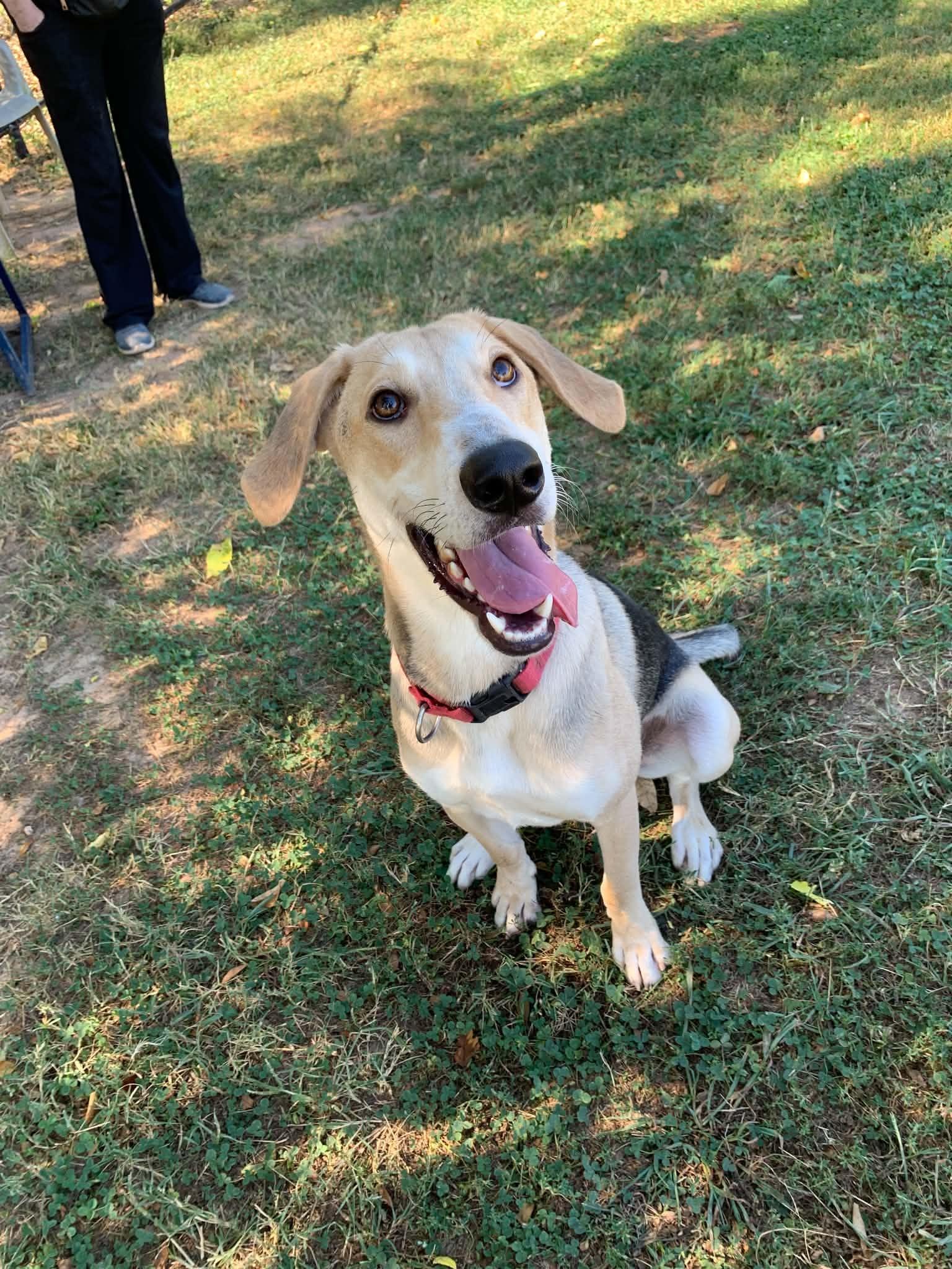 Enlarge Fred, a Adoptable mixed breed in Douglas, MA image 6/6