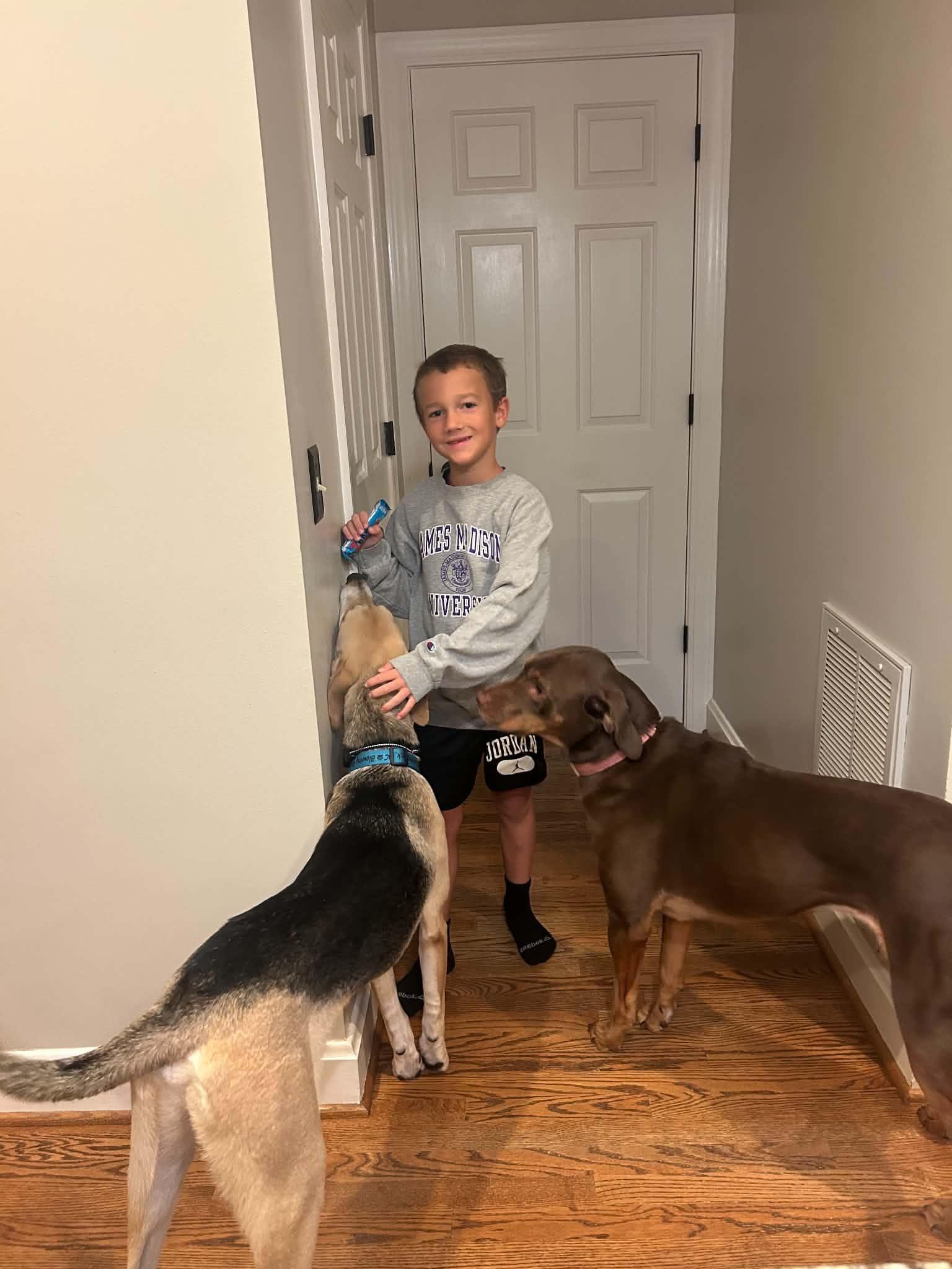 Enlarge Fred, a Adoptable mixed breed in Douglas, MA image 5/6