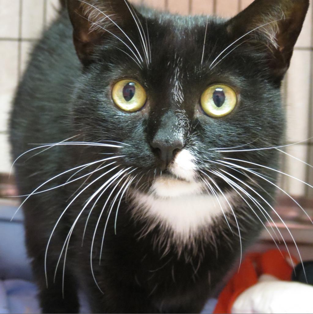 Britta, Adoptable, Senior Female Domestic Short Hair.
