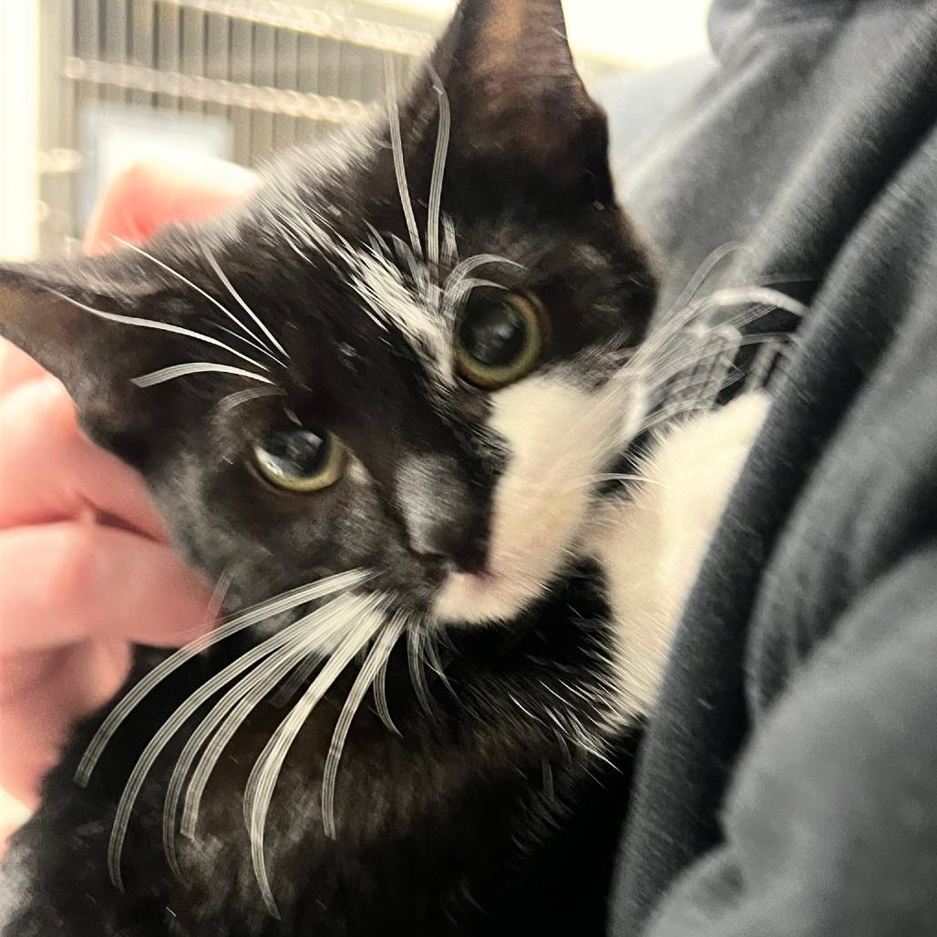 Violence (Halloween Fright Duo) in Walkersville, MD, Adoptable, Kitten Male Domestic Short Hair.