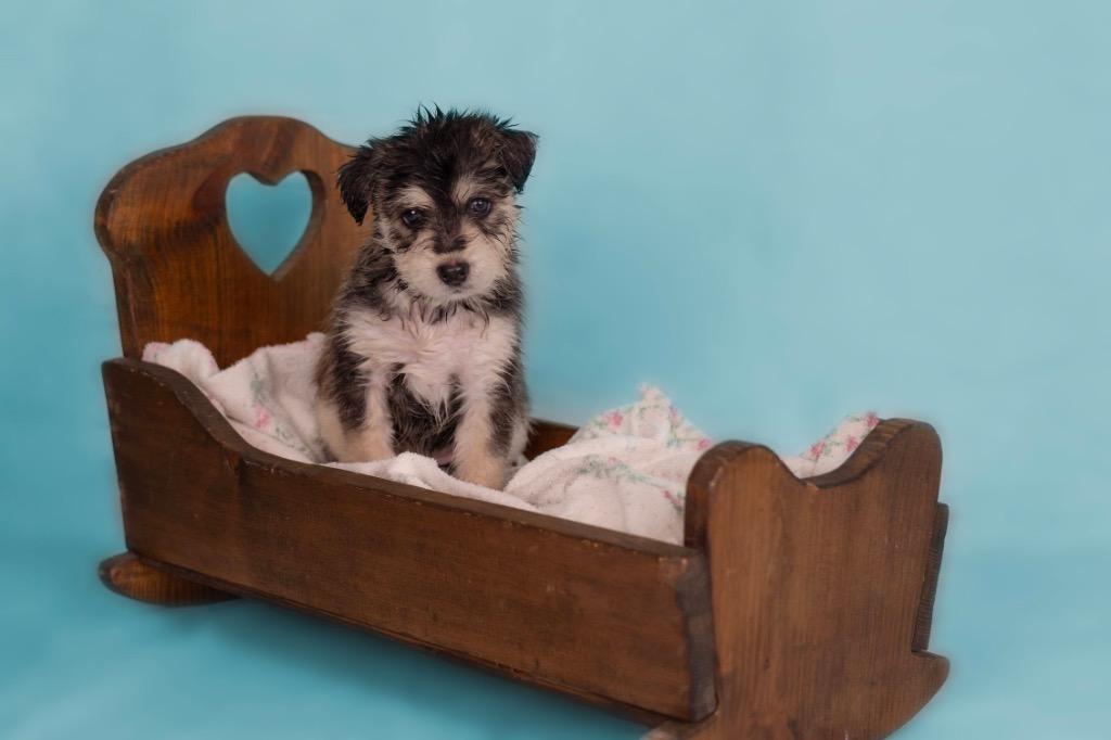 Gouda, ADOPTABLE, Puppy Male Husky & Miniature Poodle.