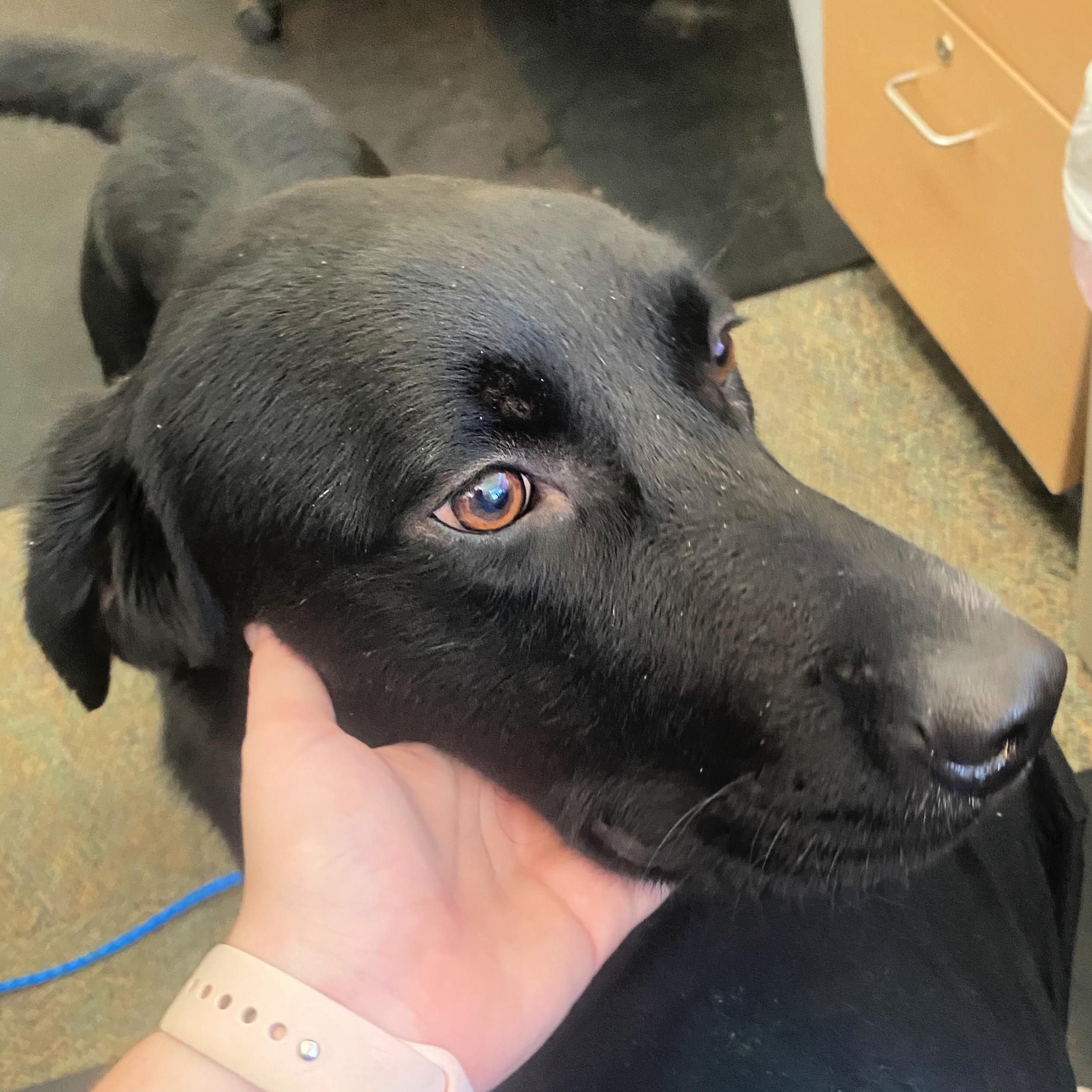 Kane, an adoptable Black Labrador Retriever in Lindon, UT, 84042 | Photo Image 2
