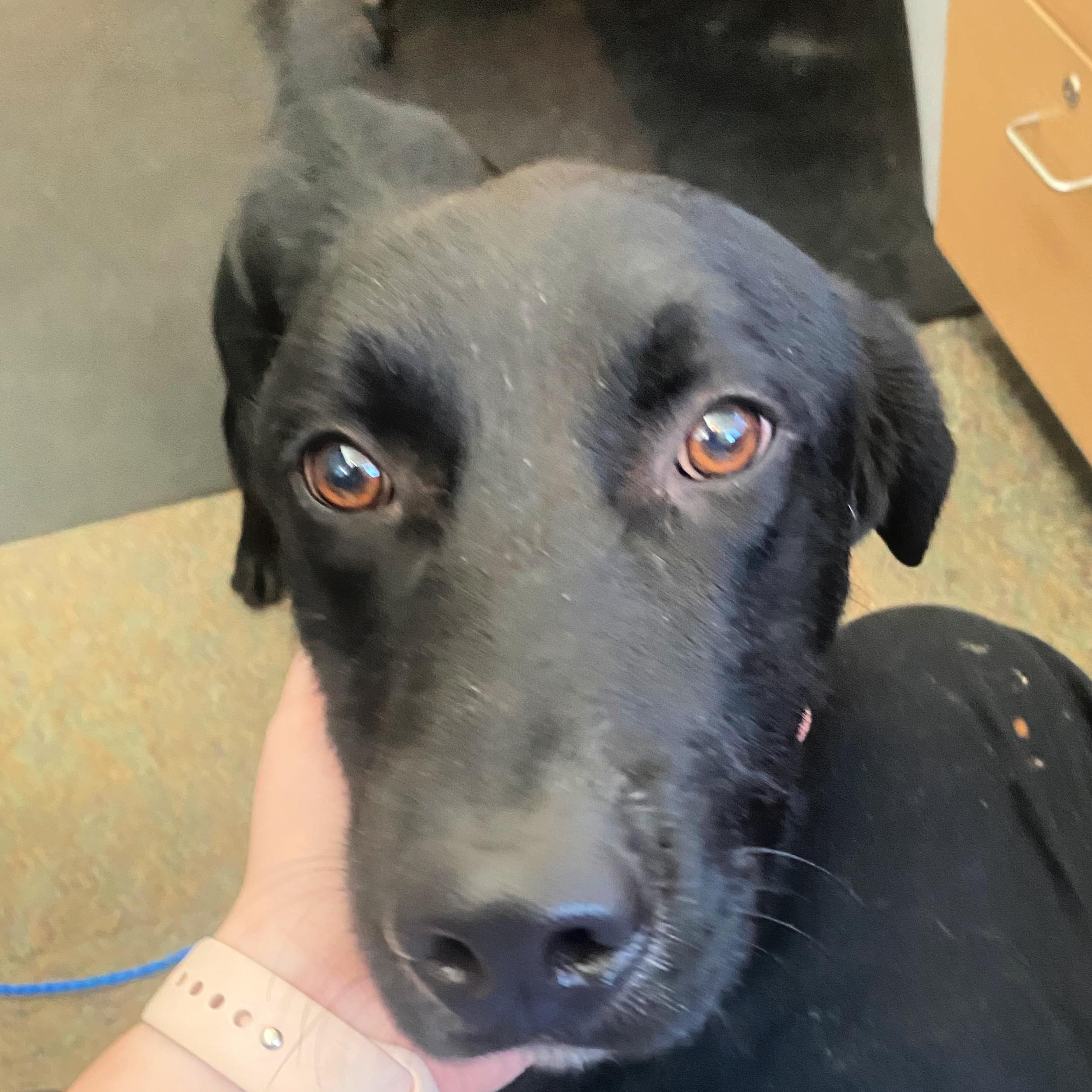 Kane, an adoptable Black Labrador Retriever in Lindon, UT, 84042 | Photo Image 5