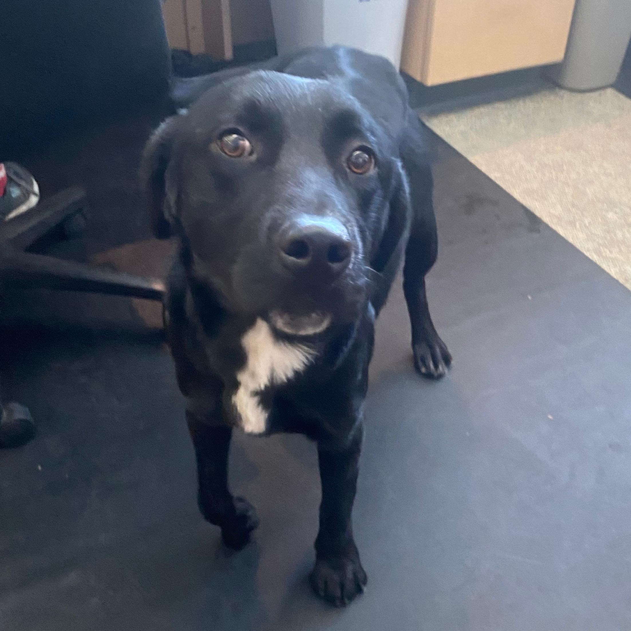 Kane, an adoptable Black Labrador Retriever in Lindon, UT, 84042 | Photo Image 1