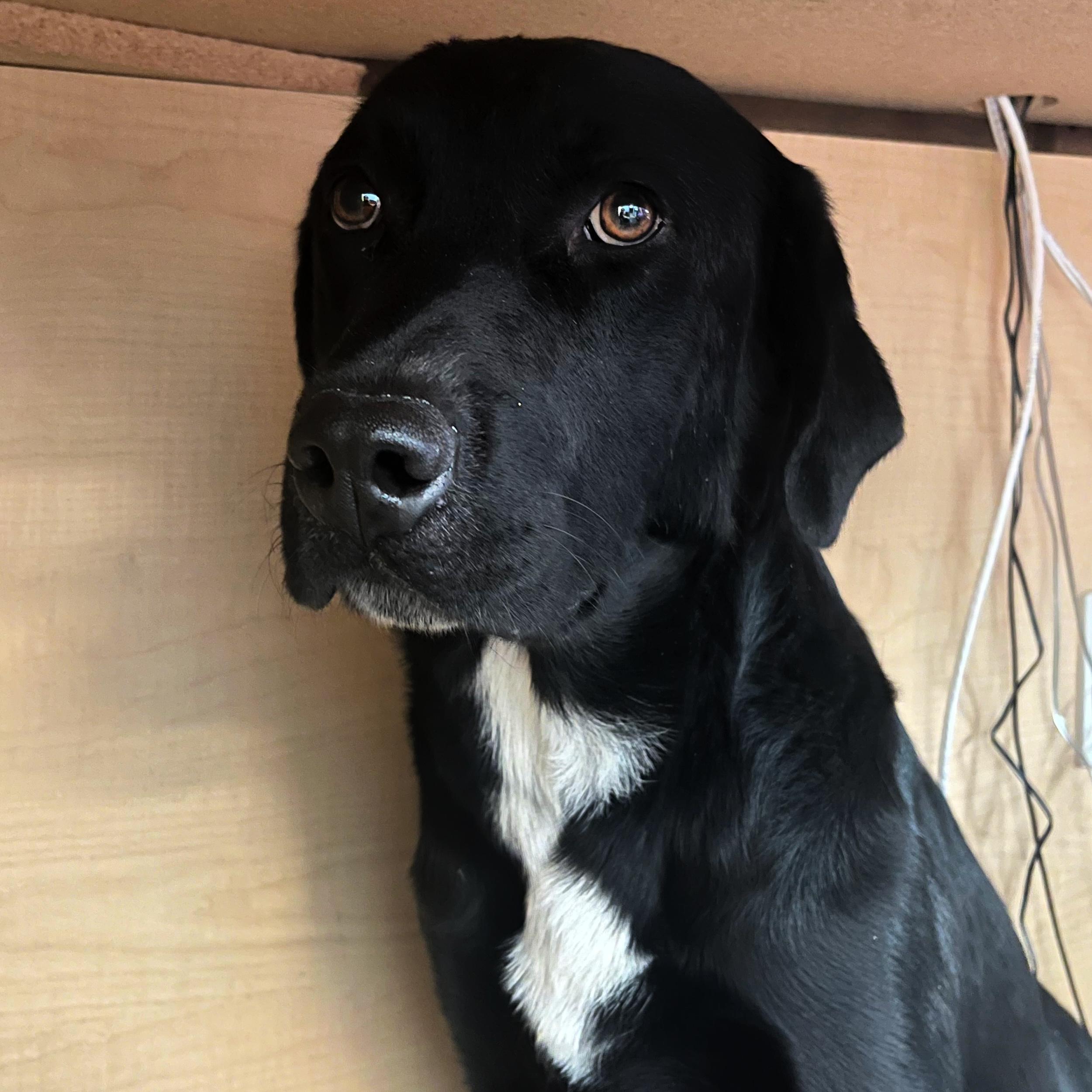 Kane, an adoptable Black Labrador Retriever in Lindon, UT, 84042 | Photo Image 4