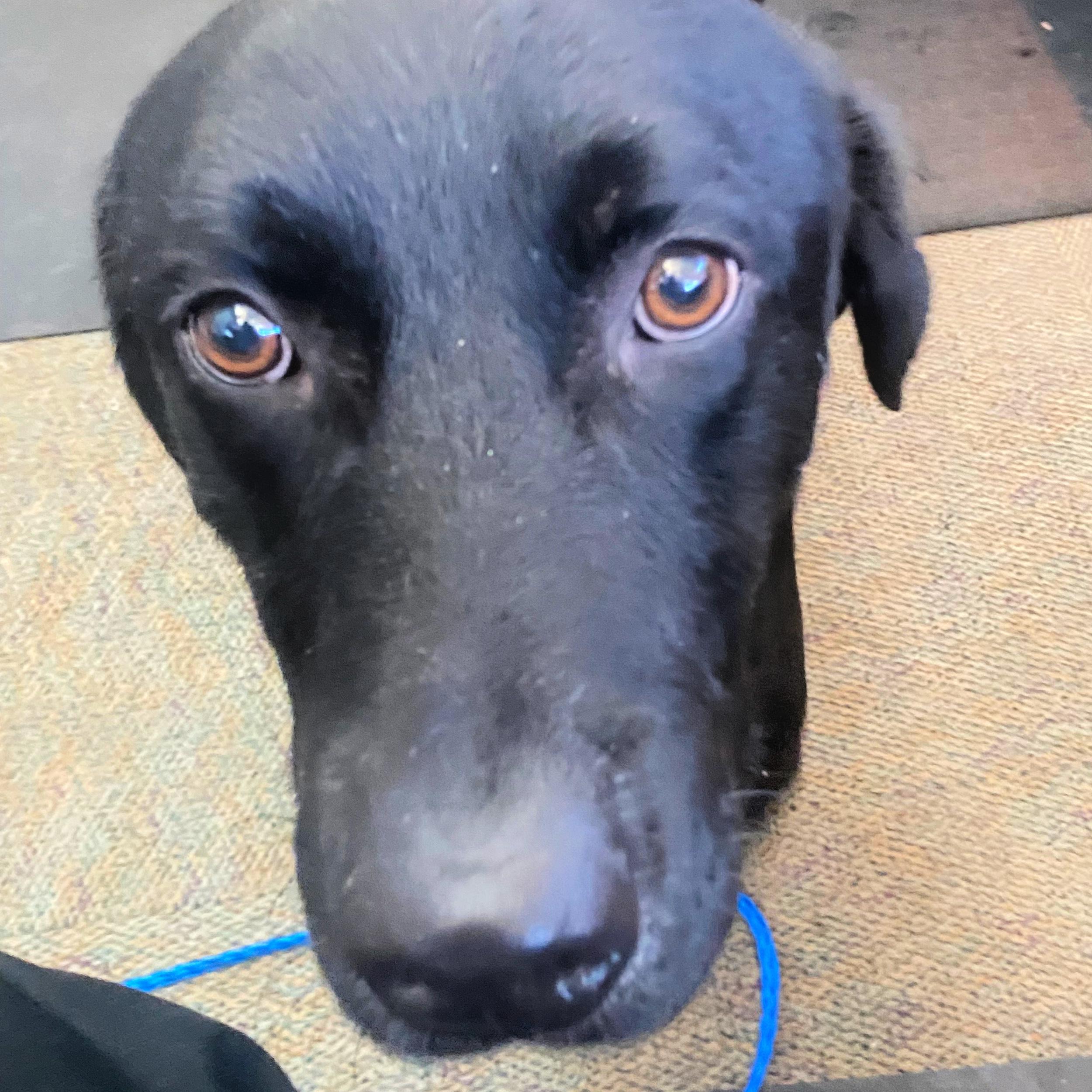 Kane, an adoptable Black Labrador Retriever in Lindon, UT, 84042 | Photo Image 3