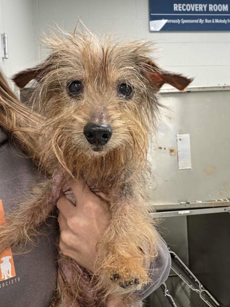 Blythe, Adoptable, Senior Female Yorkshire Terrier & Dachshund.
