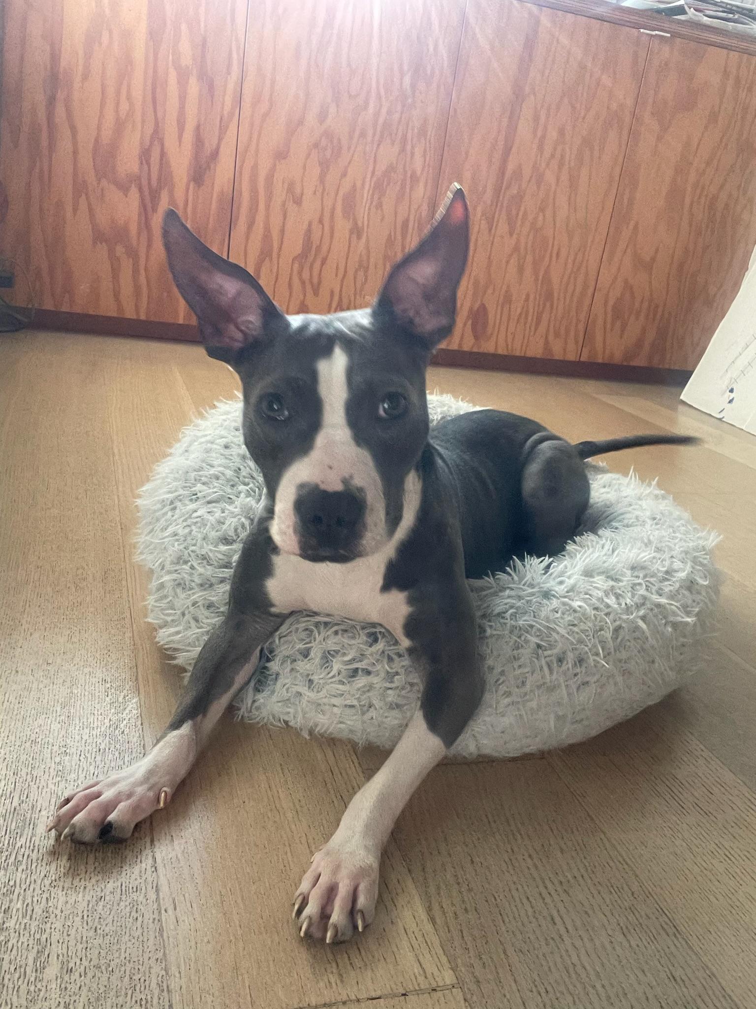 Minnie Boston Terrier Dog