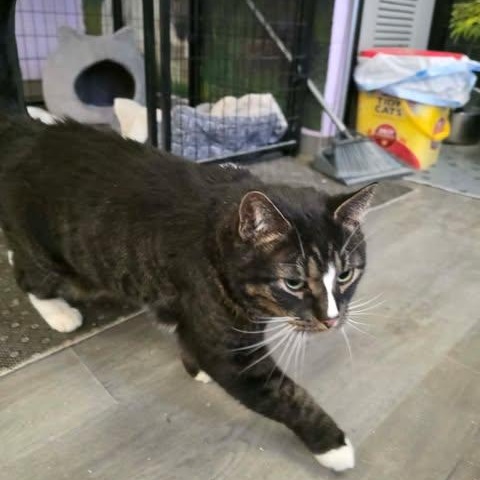 Enlarge Biscut, a ADOPTABLE Domestic Short Hair in Fulton, NY image 2/4