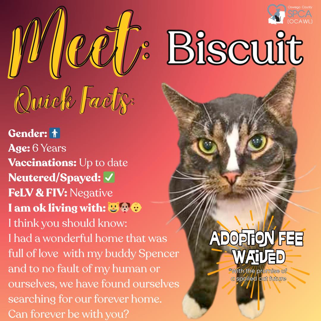 Biscut, ADOPTABLE, Adult Male Domestic Short Hair.
