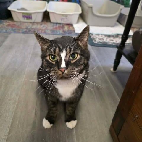 Enlarge Biscut, a ADOPTABLE Domestic Short Hair in Fulton, NY image 3/4