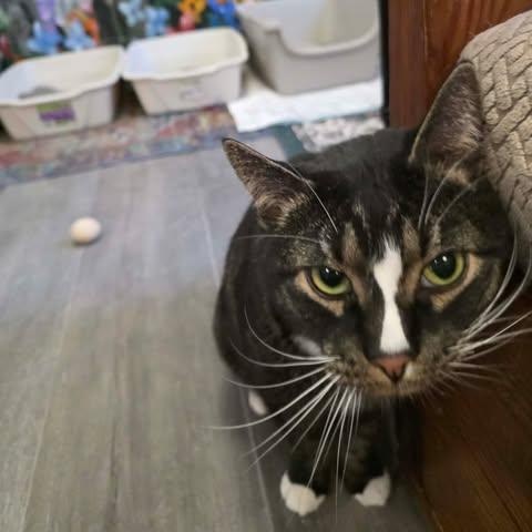 Enlarge Biscut, a ADOPTABLE Domestic Short Hair in Fulton, NY image 4/4