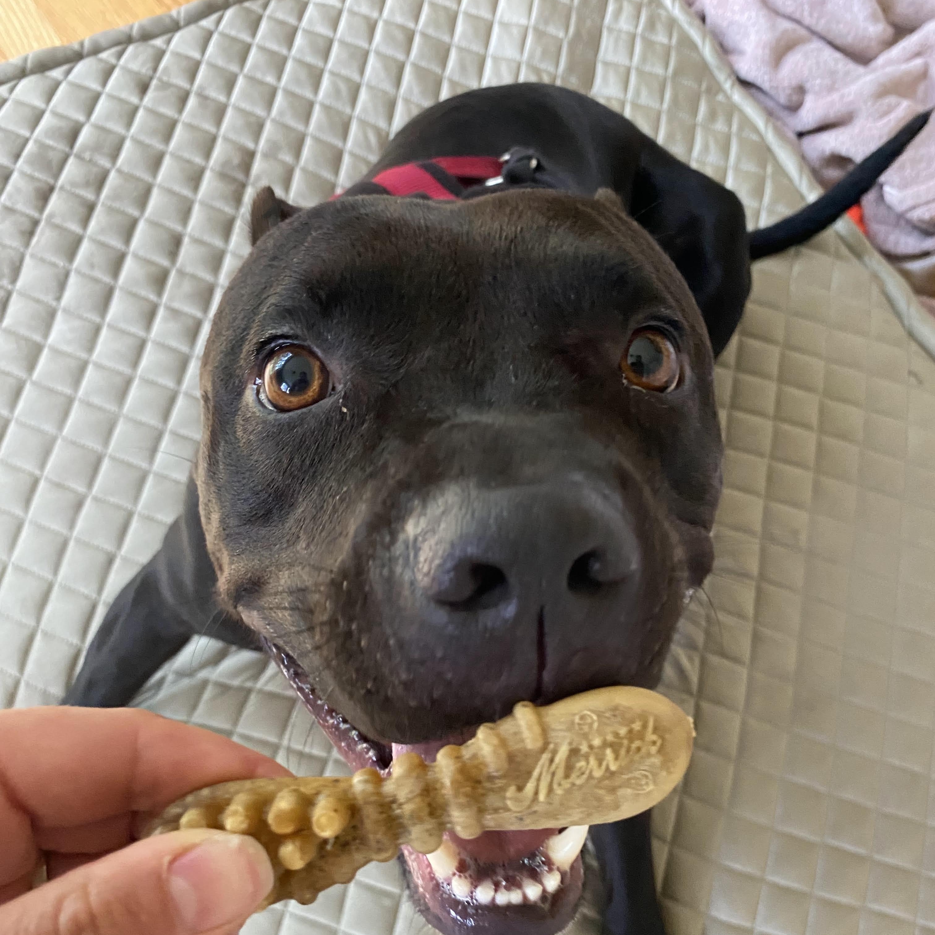 Enlarge Chance, a Adoptable Pit Bull Terrier in New Boston, NH image 6/6