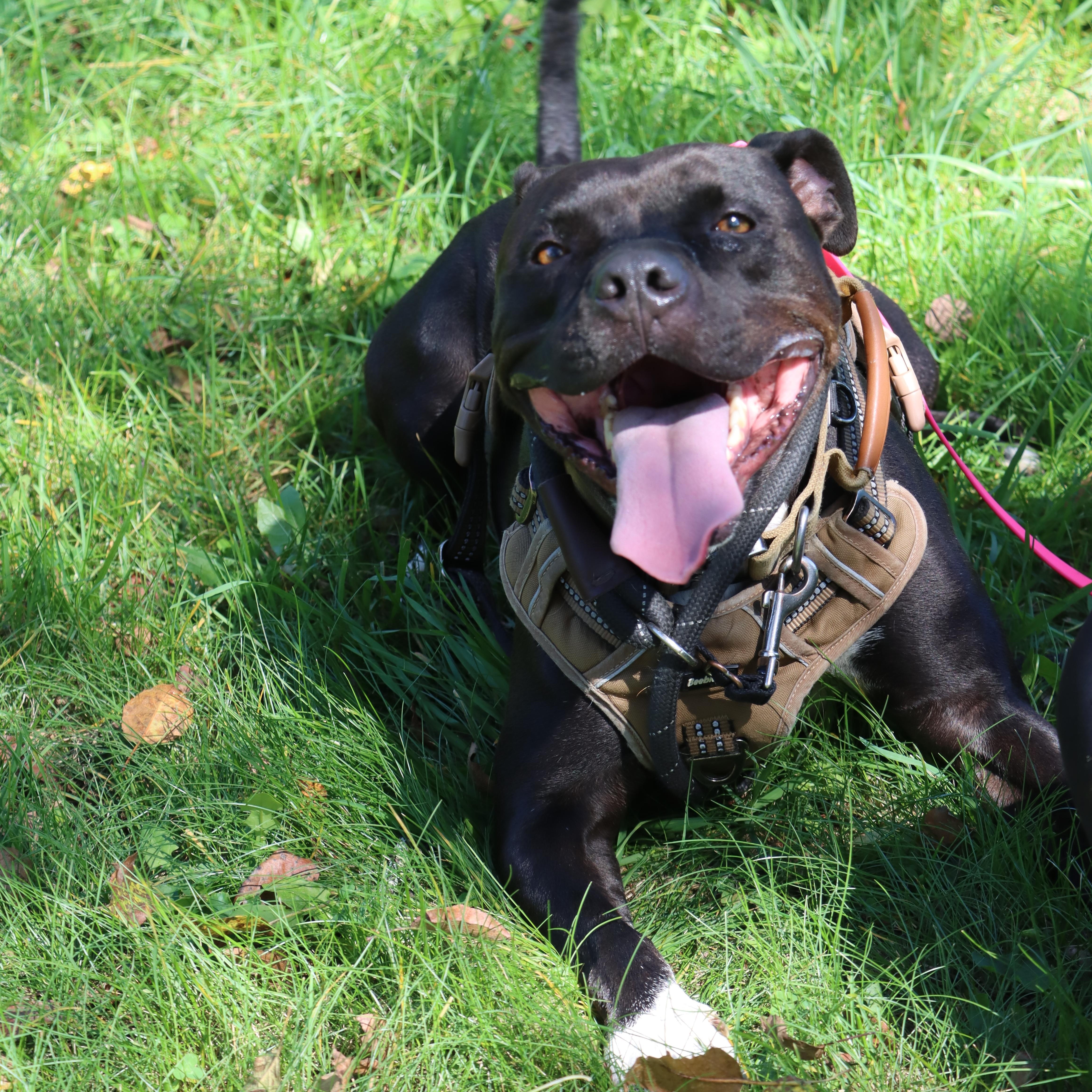 Enlarge Chance, a Adoptable Pit Bull Terrier in New Boston, NH image 1/6