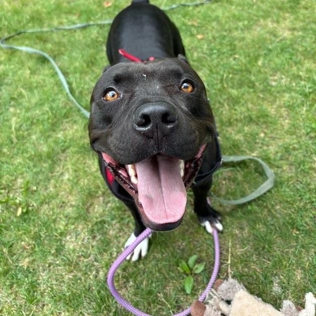 Enlarge Chance, a Adoptable Pit Bull Terrier in New Boston, NH image 5/6