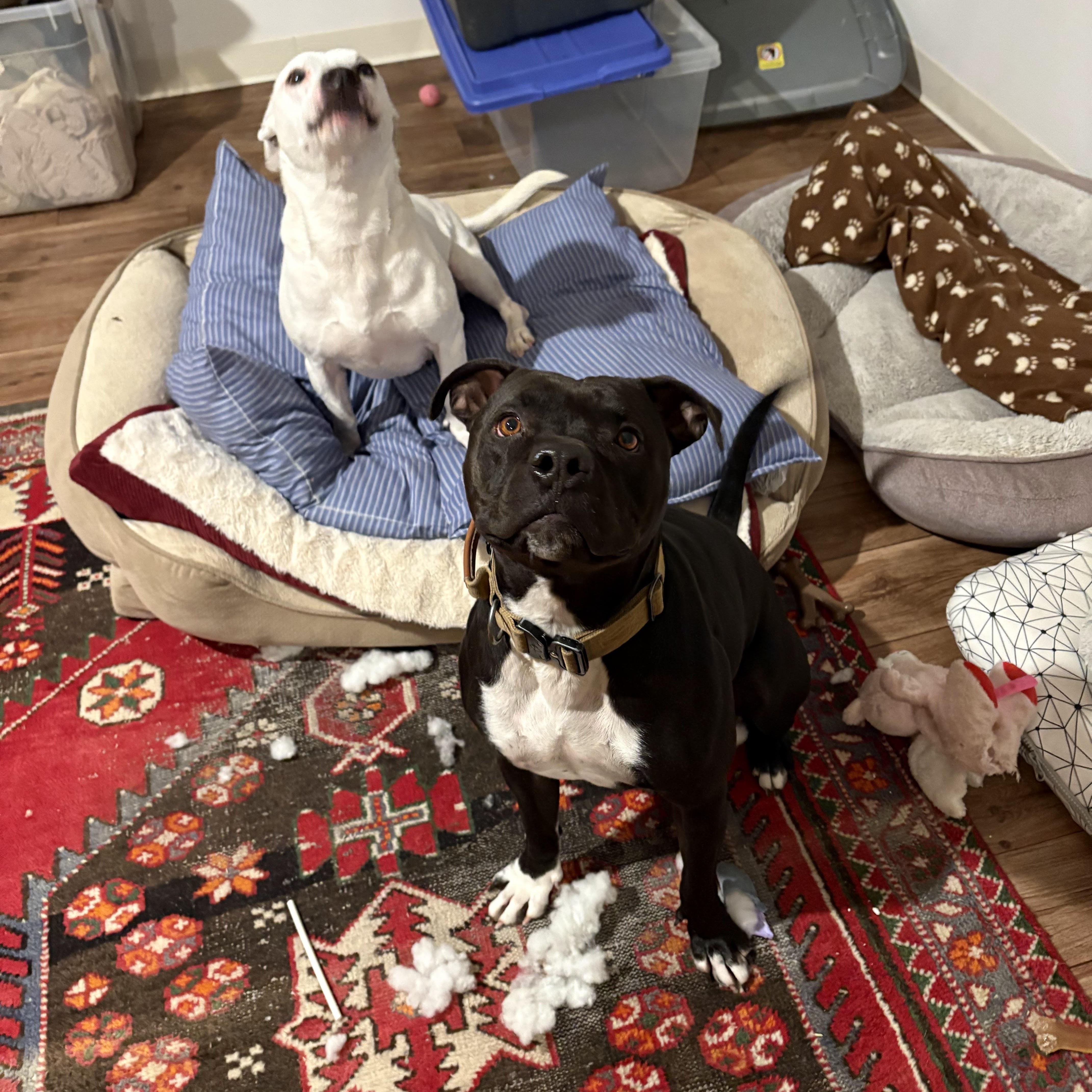 Enlarge Chance, a Adoptable Pit Bull Terrier in New Boston, NH image 2/6