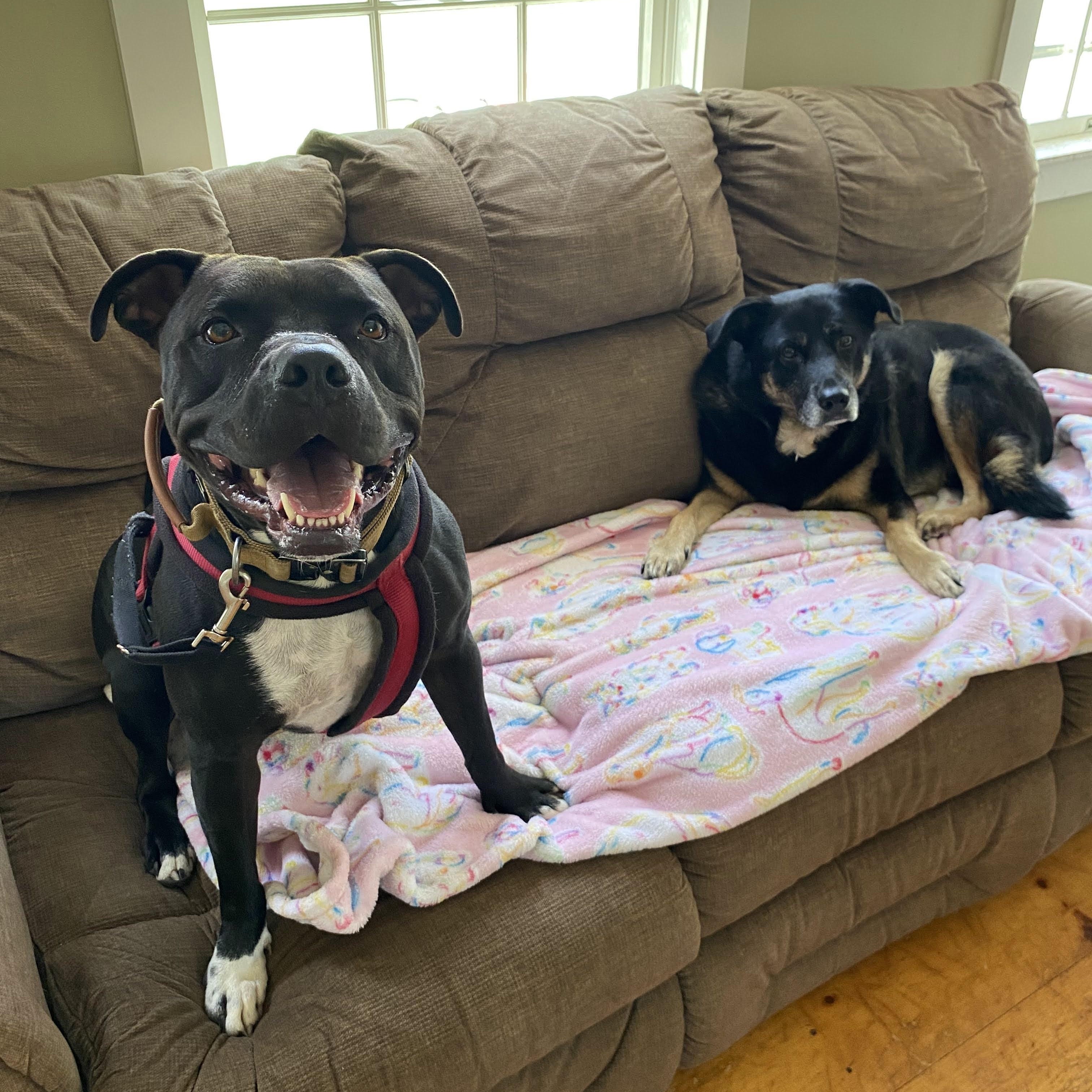 Enlarge Chance, a Adoptable Pit Bull Terrier in New Boston, NH image 4/6