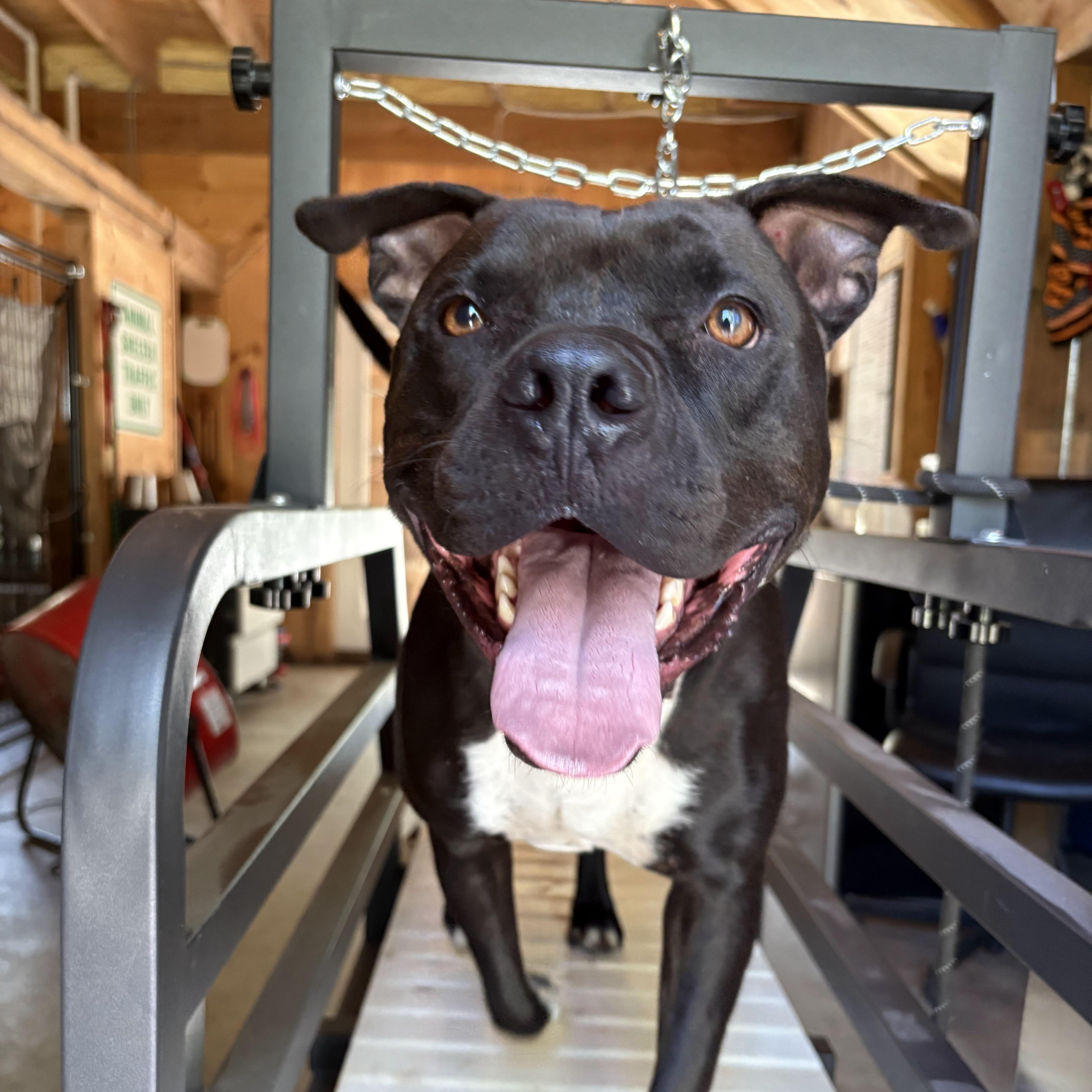 Enlarge Chance, a Adoptable Pit Bull Terrier in New Boston, NH image 3/6