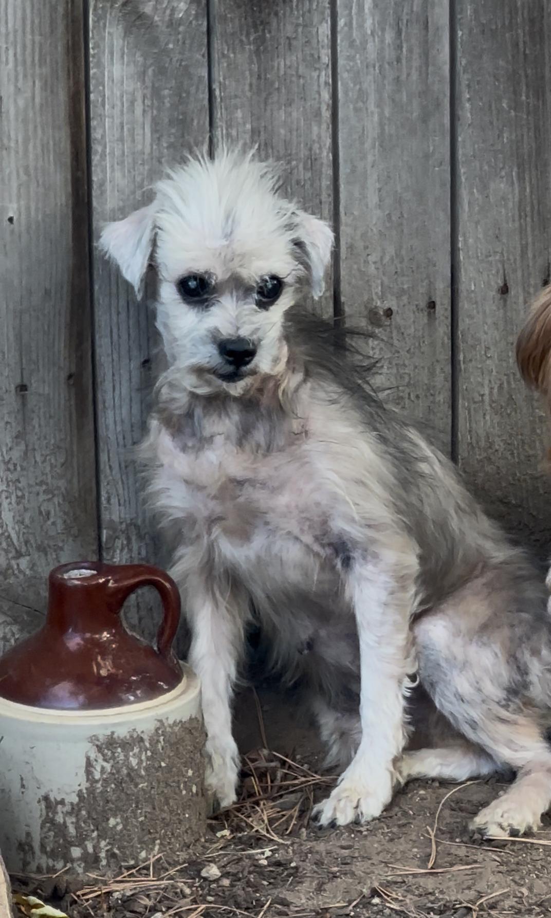 Gertrude, Adoptable, Senior Female Mixed Breed.