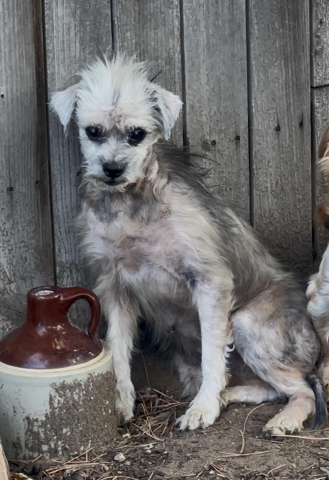 Gertrude, a Adoptable Mixed Breed in Windsor, CO image 2/3