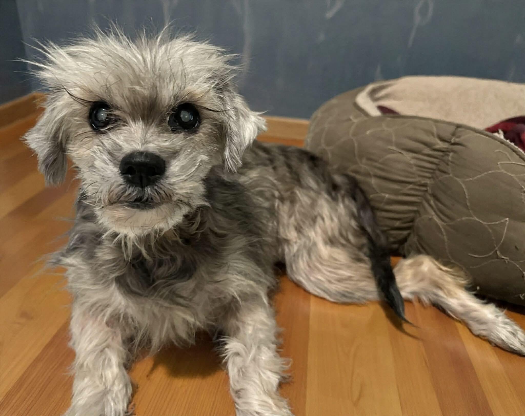 Gertrude, a Adoptable Mixed Breed in Windsor, CO image 3/3