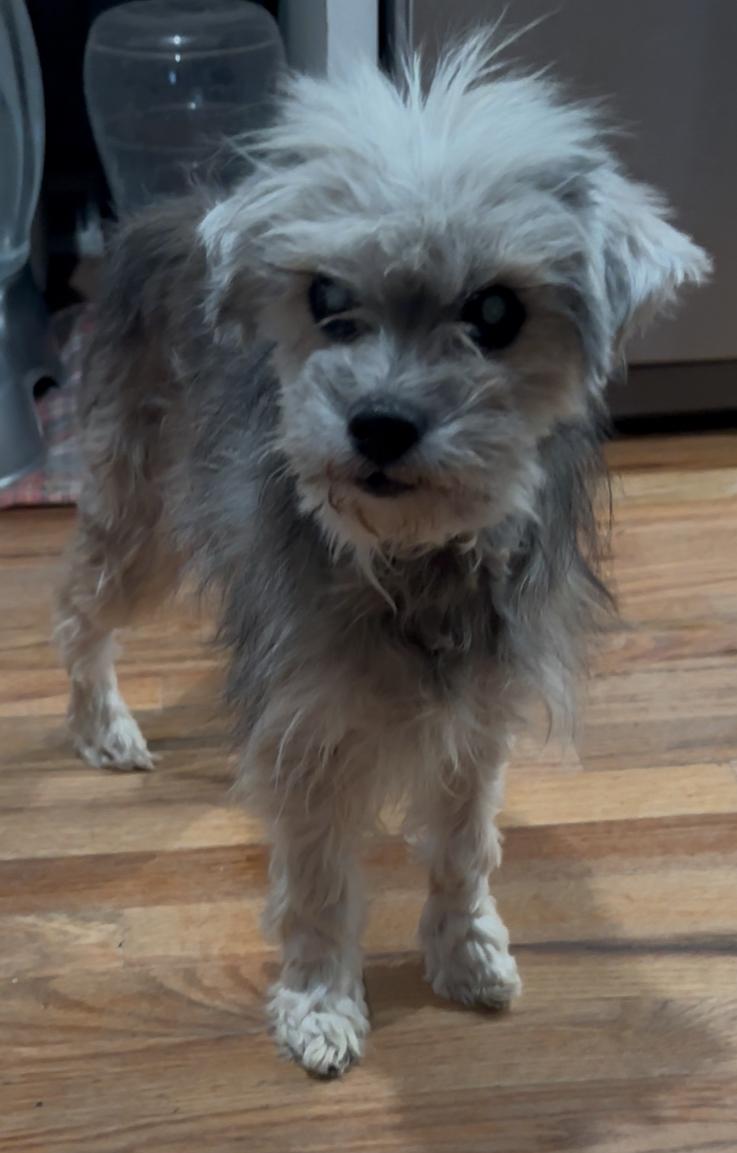 Gertrude, a Adoptable Mixed Breed in Windsor, CO image 4/6