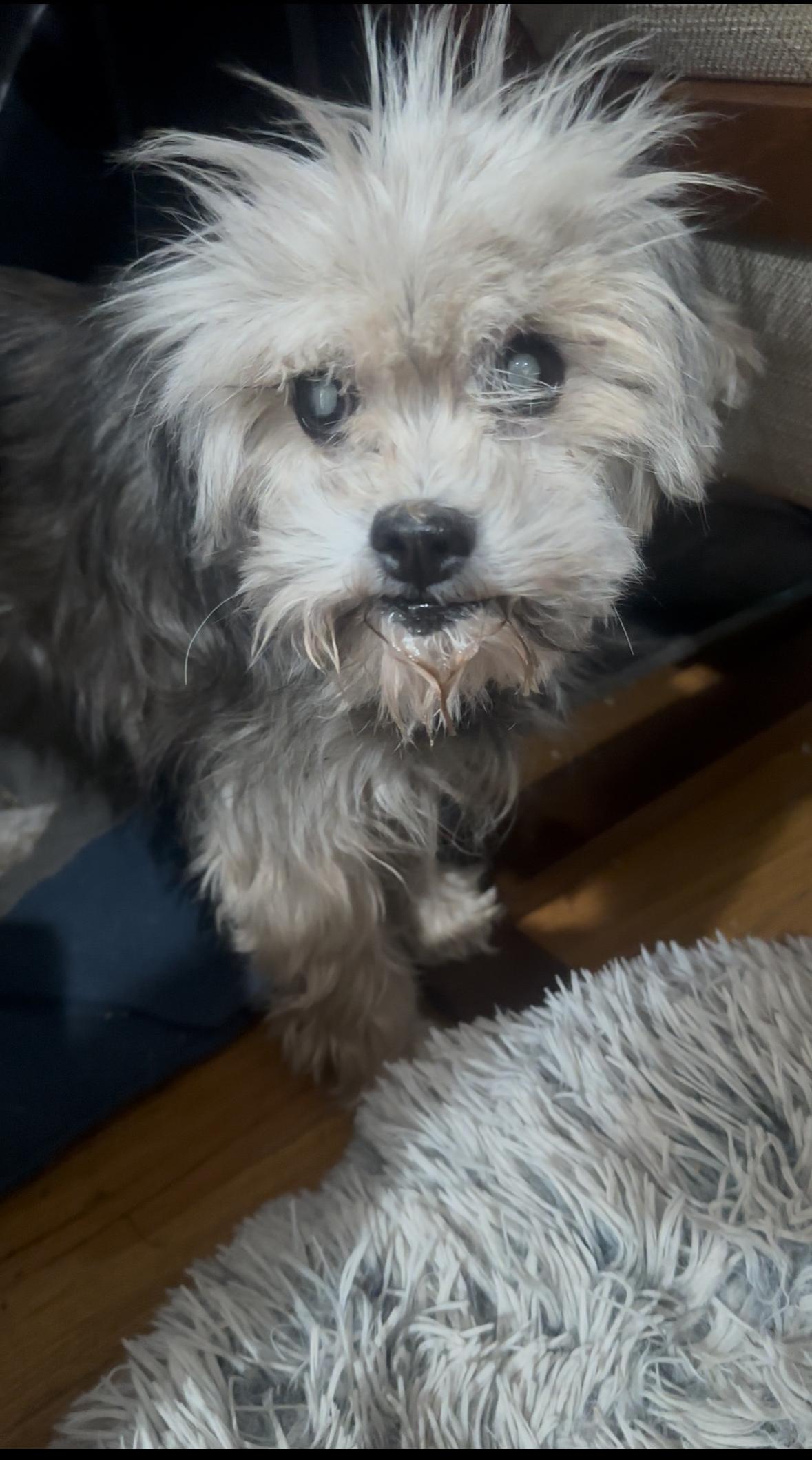 Enlarge Gertrude, a Adoptable Mixed Breed in Windsor, CO image 5/6