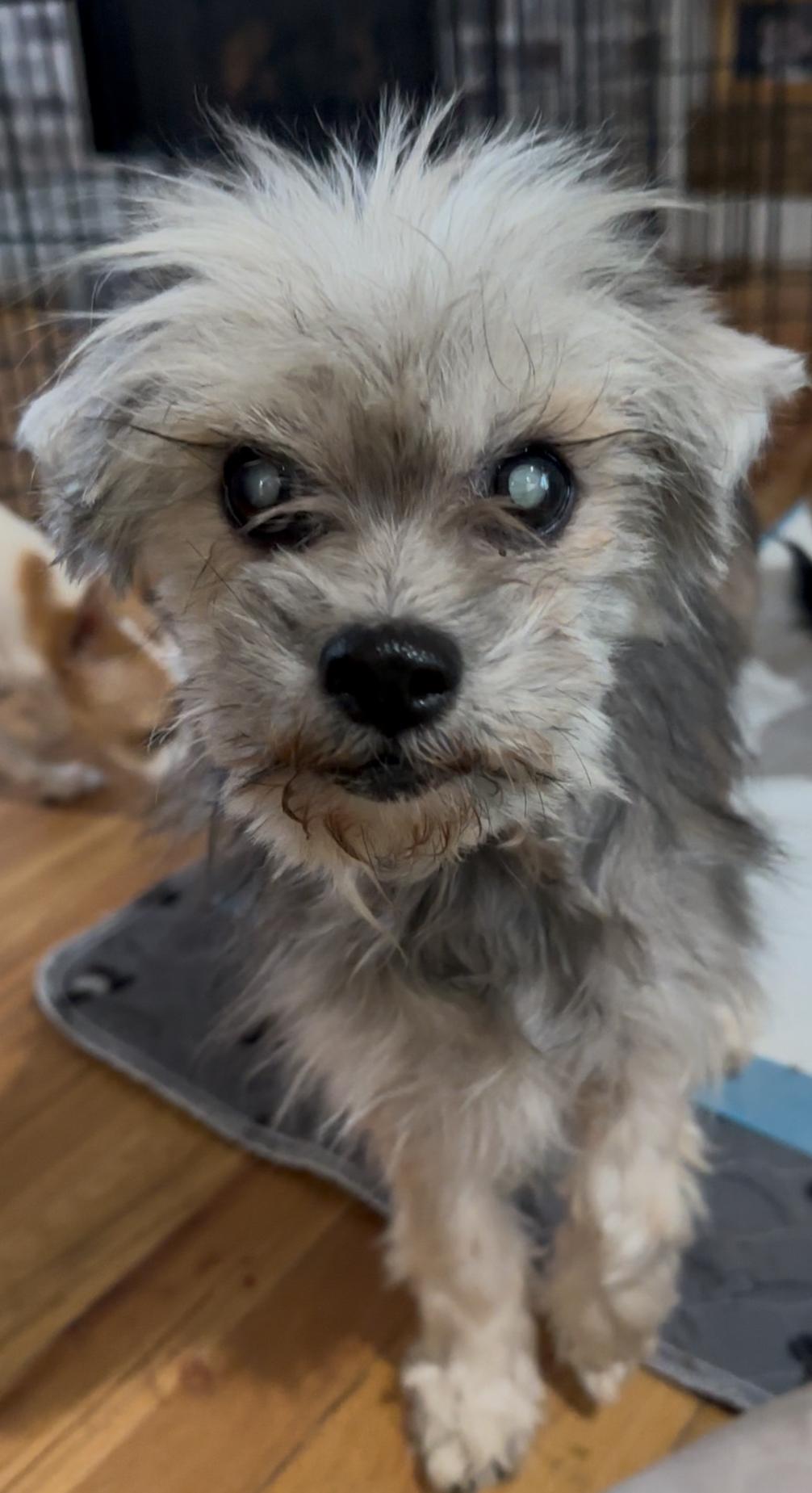 Gertrude, a Adoptable Mixed Breed in Windsor, CO image 5/6