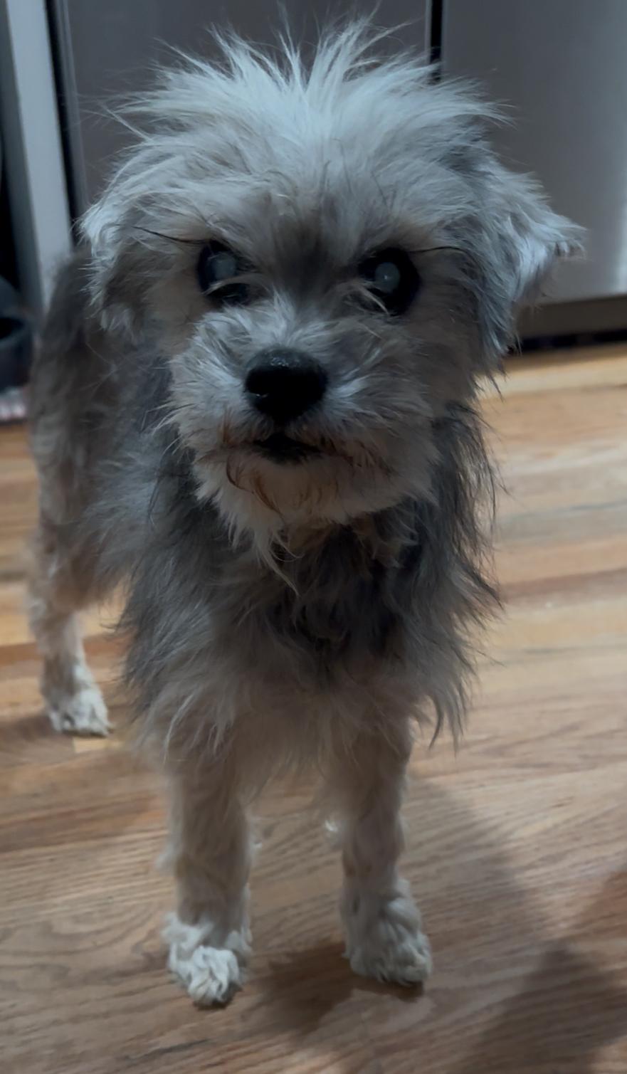 Gertrude, a Adoptable Mixed Breed in Windsor, CO image 6/6