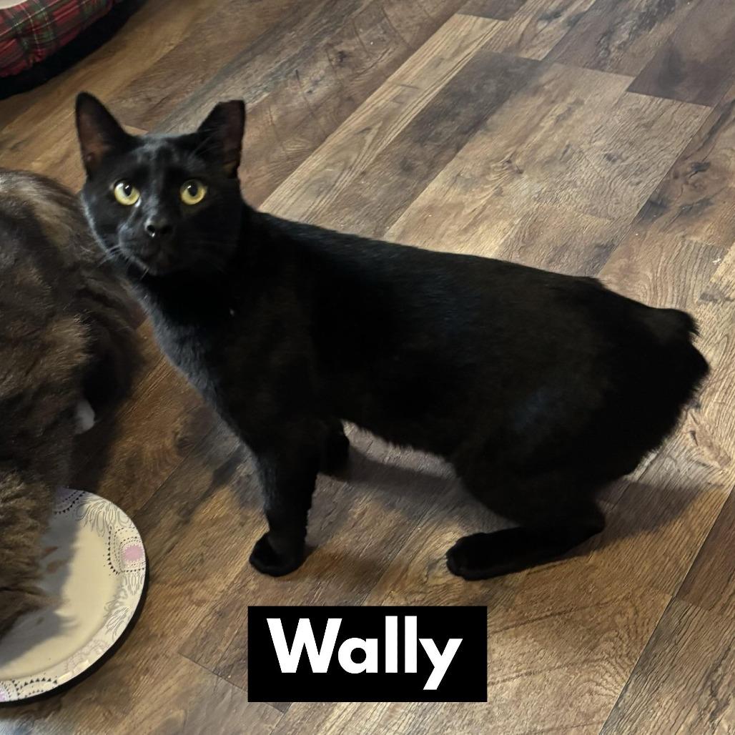Enlarge Wally, a Adoptable Domestic Short Hair in Alexandria, VA image 1/2