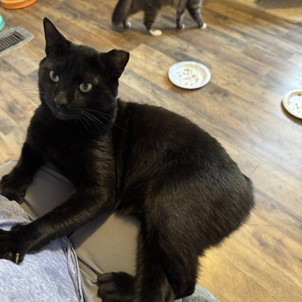 Enlarge Wally, a Adoptable Domestic Short Hair in Alexandria, VA image 2/2