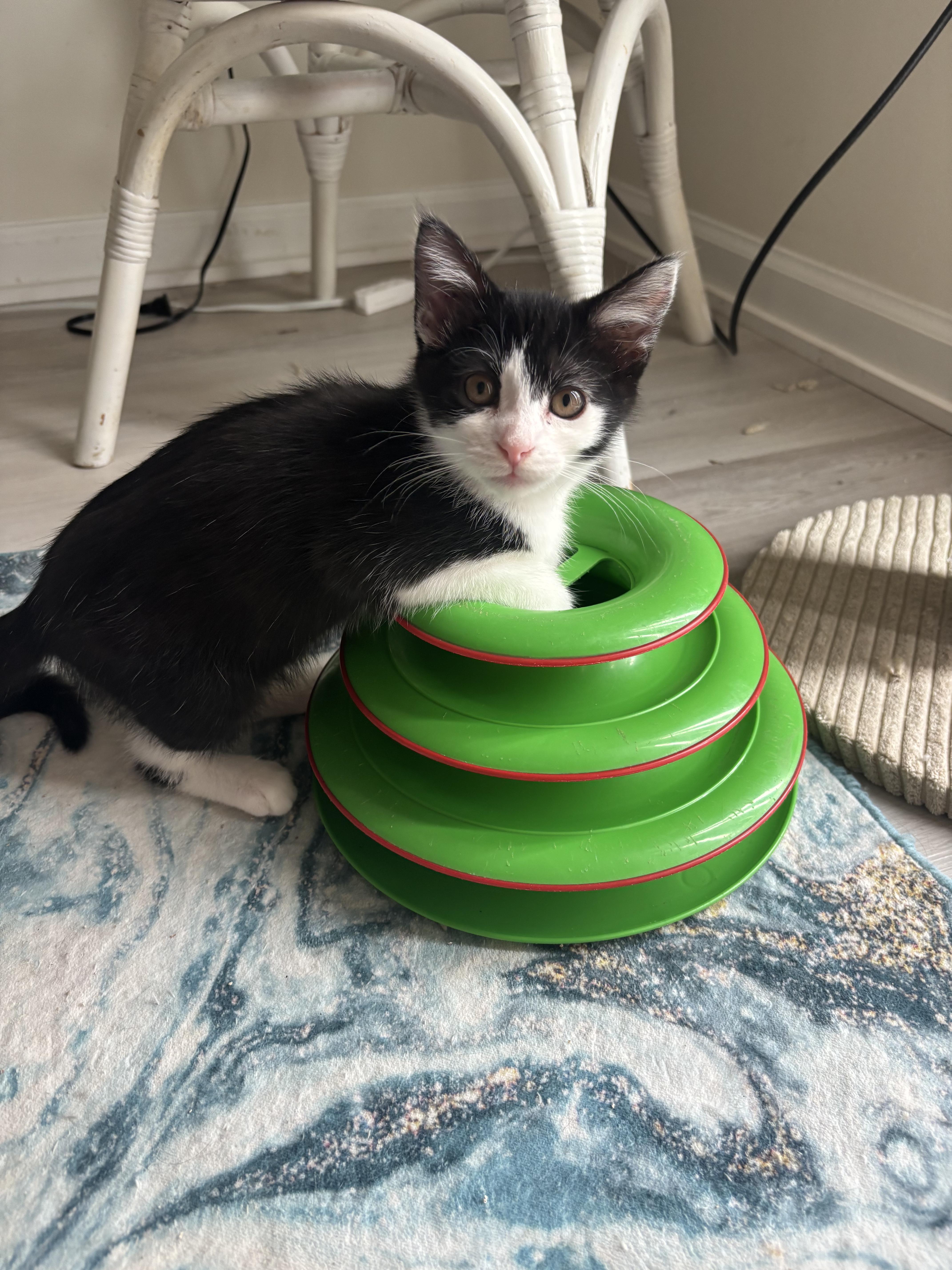 Enlarge Sissy, a ADOPTABLE Domestic Short Hair in Warminster, PA image 3/6