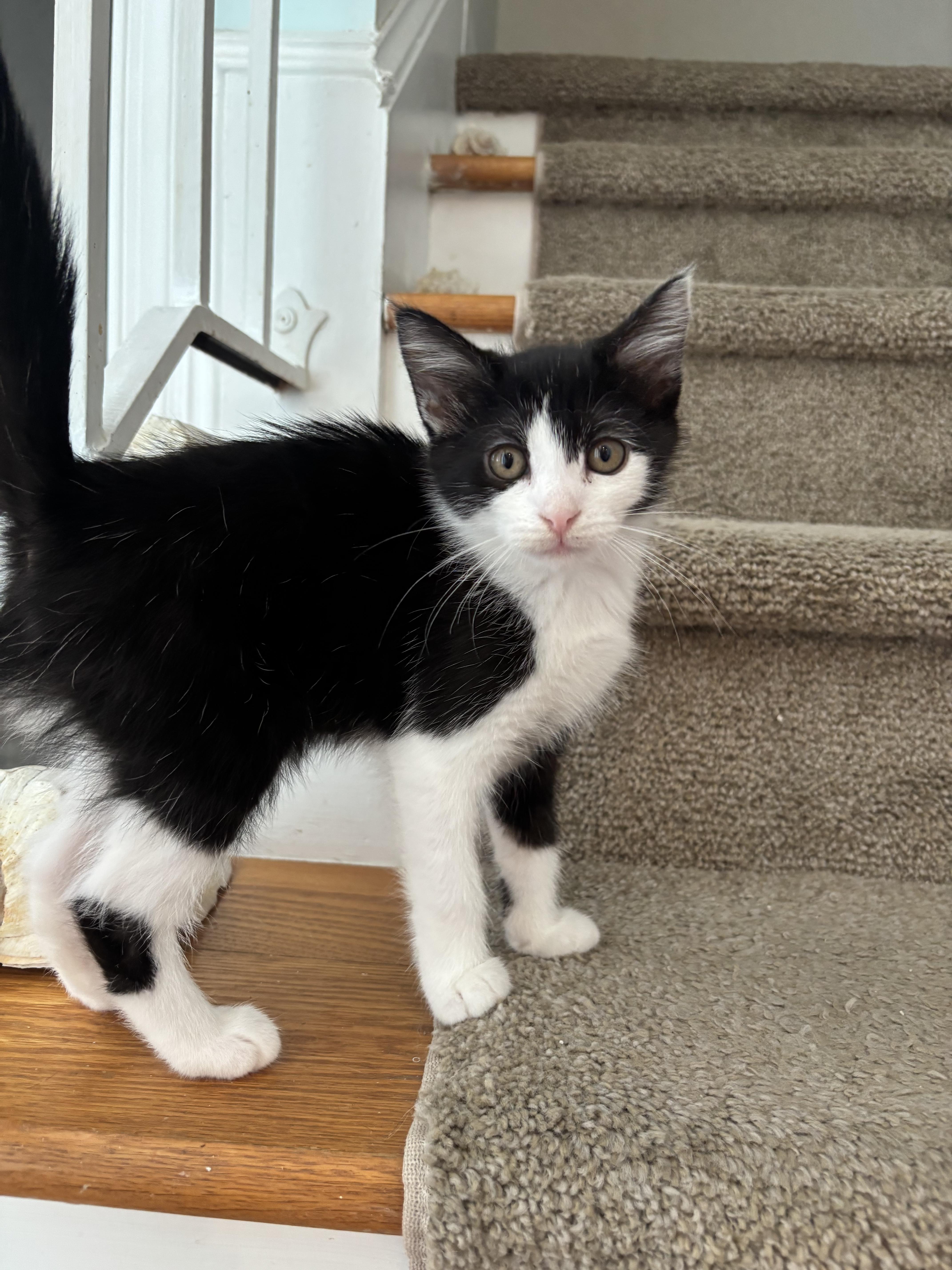 Enlarge Sissy, a ADOPTABLE Domestic Short Hair in Warminster, PA image 2/6
