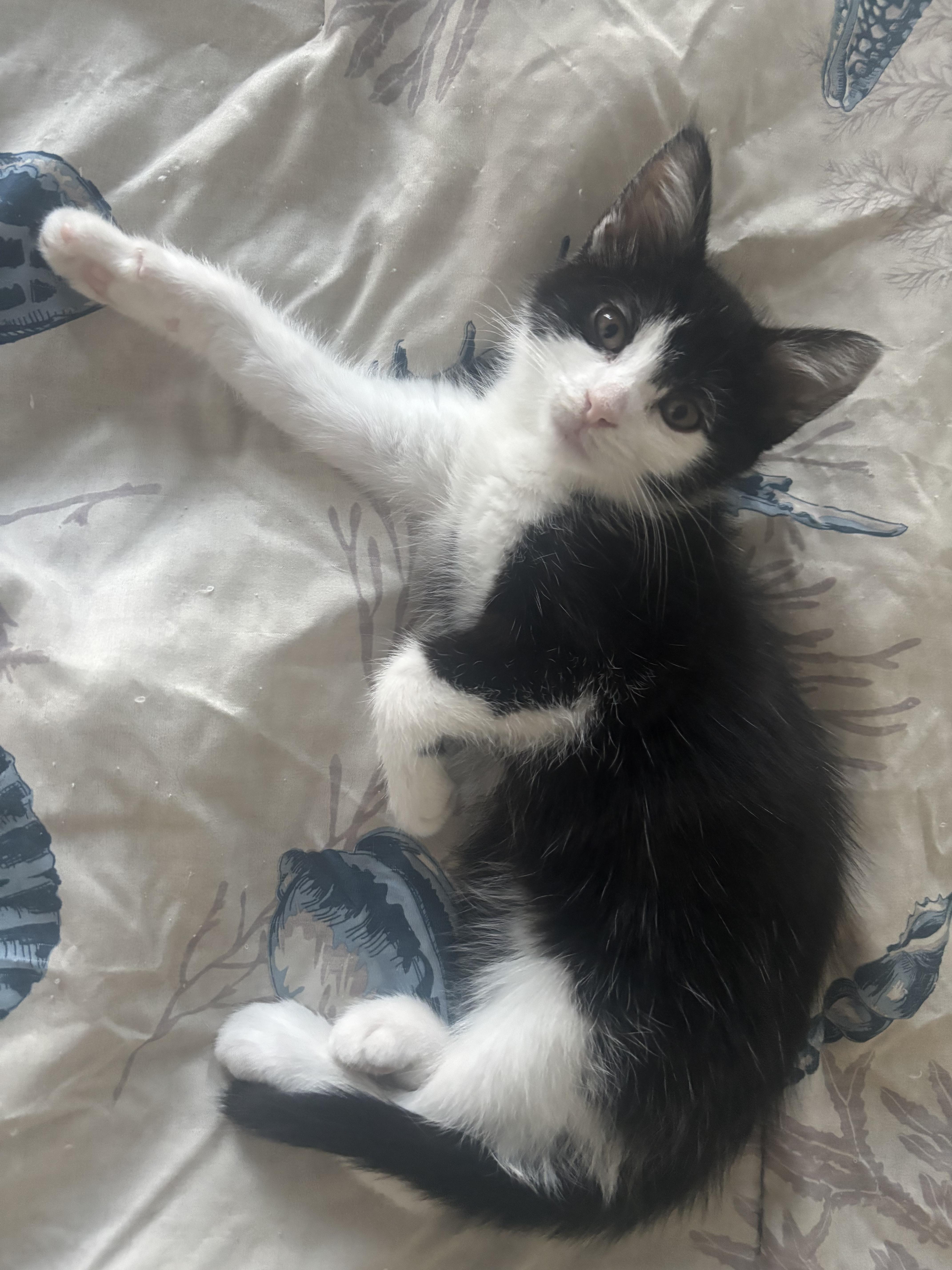 Sissy, ADOPTABLE, Kitten Female Domestic Short Hair.