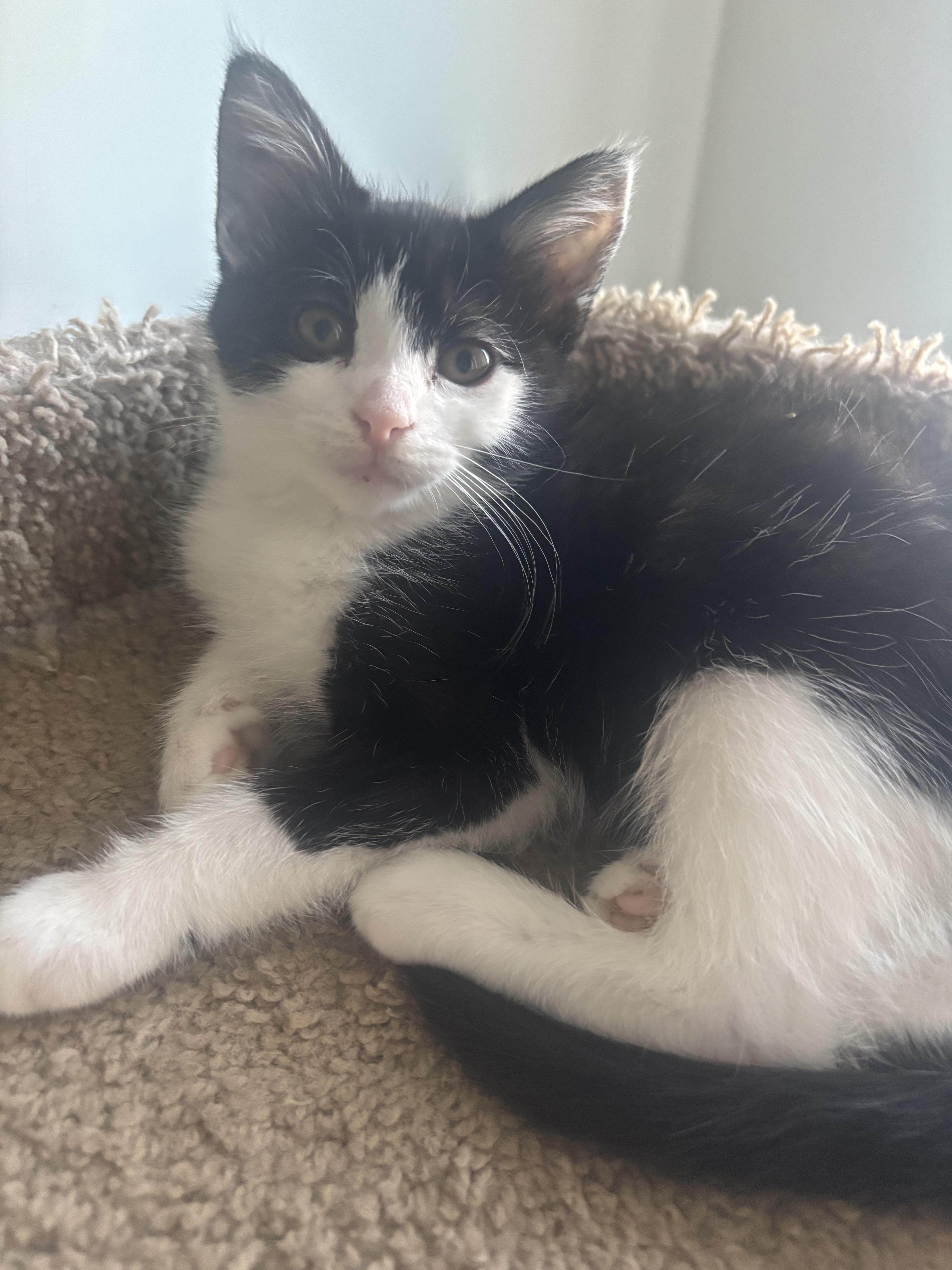Enlarge Sissy, a ADOPTABLE Domestic Short Hair in Warminster, PA image 4/6