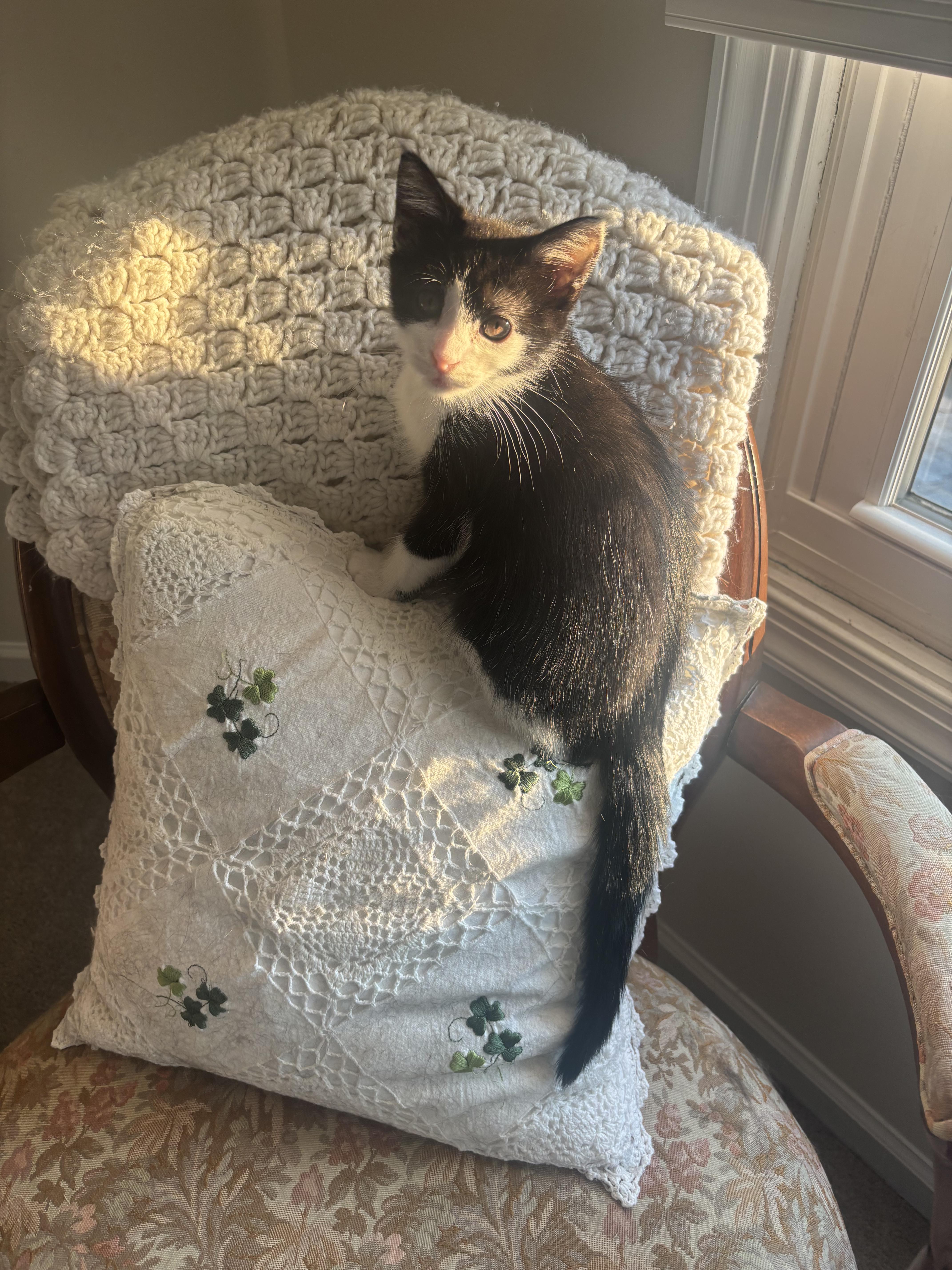 Enlarge Sissy, a ADOPTABLE Domestic Short Hair in Warminster, PA image 5/6