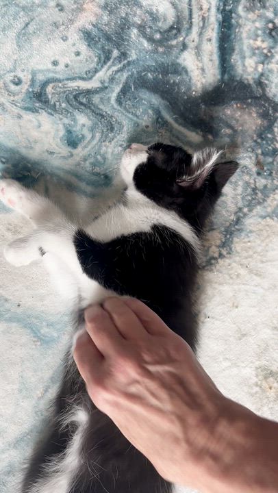 Enlarge Sissy, a ADOPTABLE Domestic Short Hair in Warminster, PA video 6/6