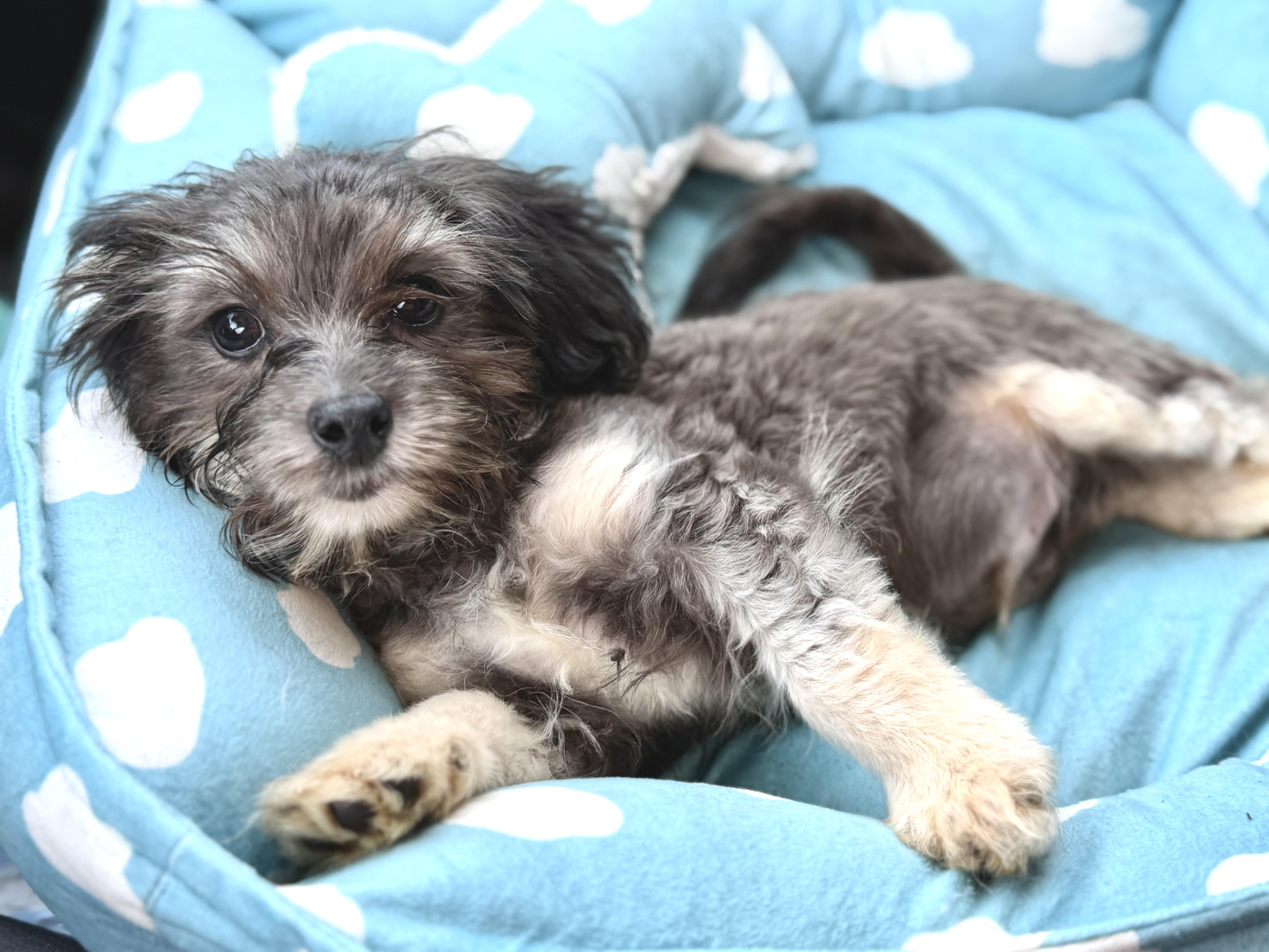 Ruff, a ADOPTABLE mixed breed in Yuba City, CA image 4/4