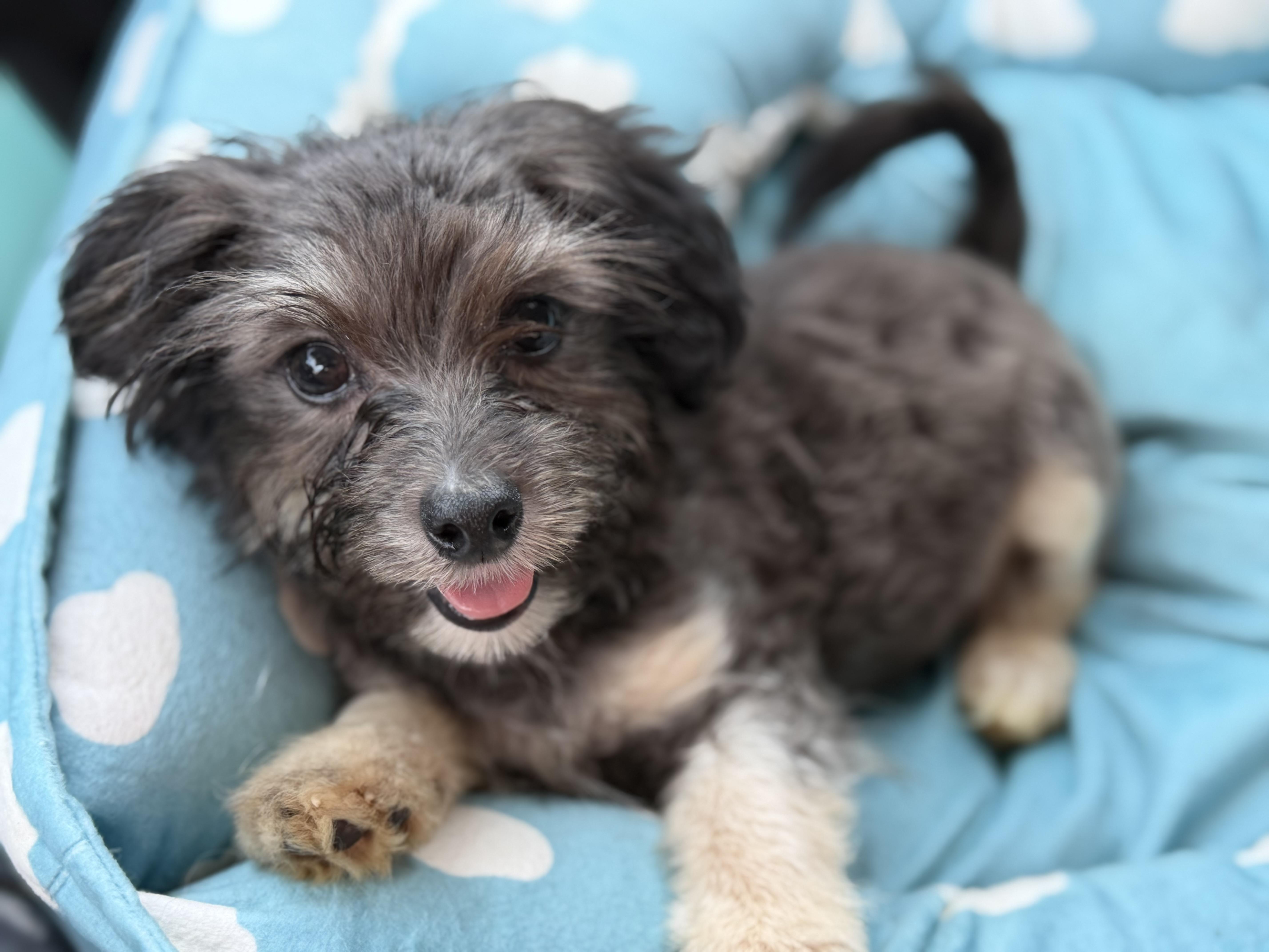 Ruff, a ADOPTABLE mixed breed in Yuba City, CA image 1/4
