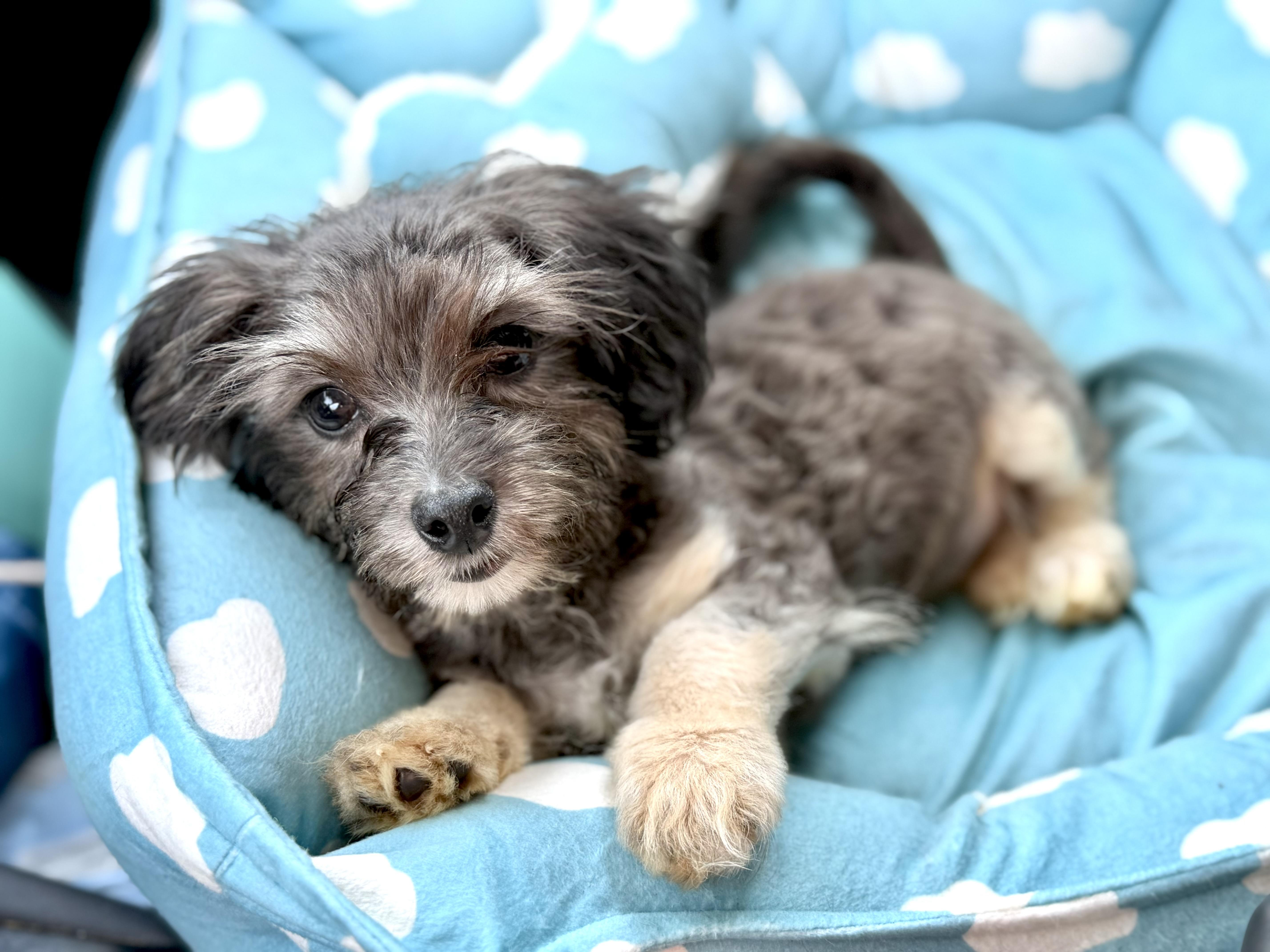Ruff, a ADOPTABLE mixed breed in Yuba City, CA image 2/4