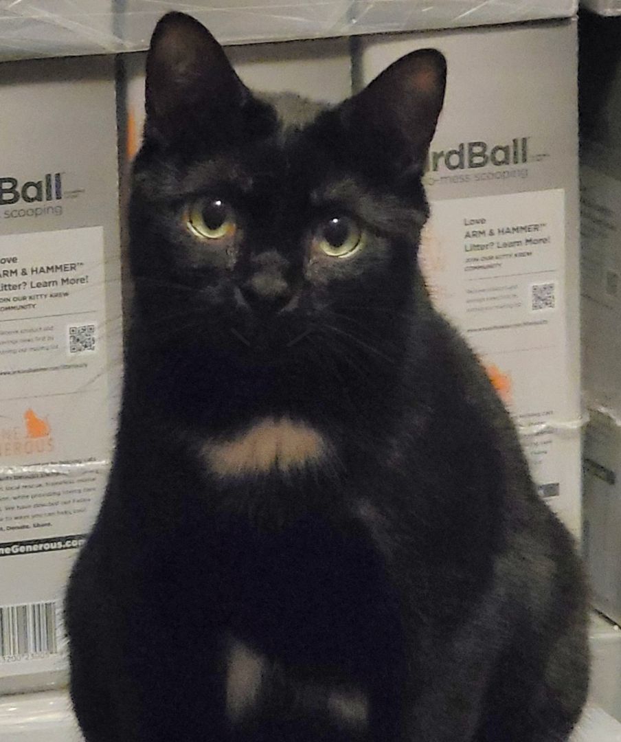 Flower Rose, a Adoptable mixed breed image 3/6