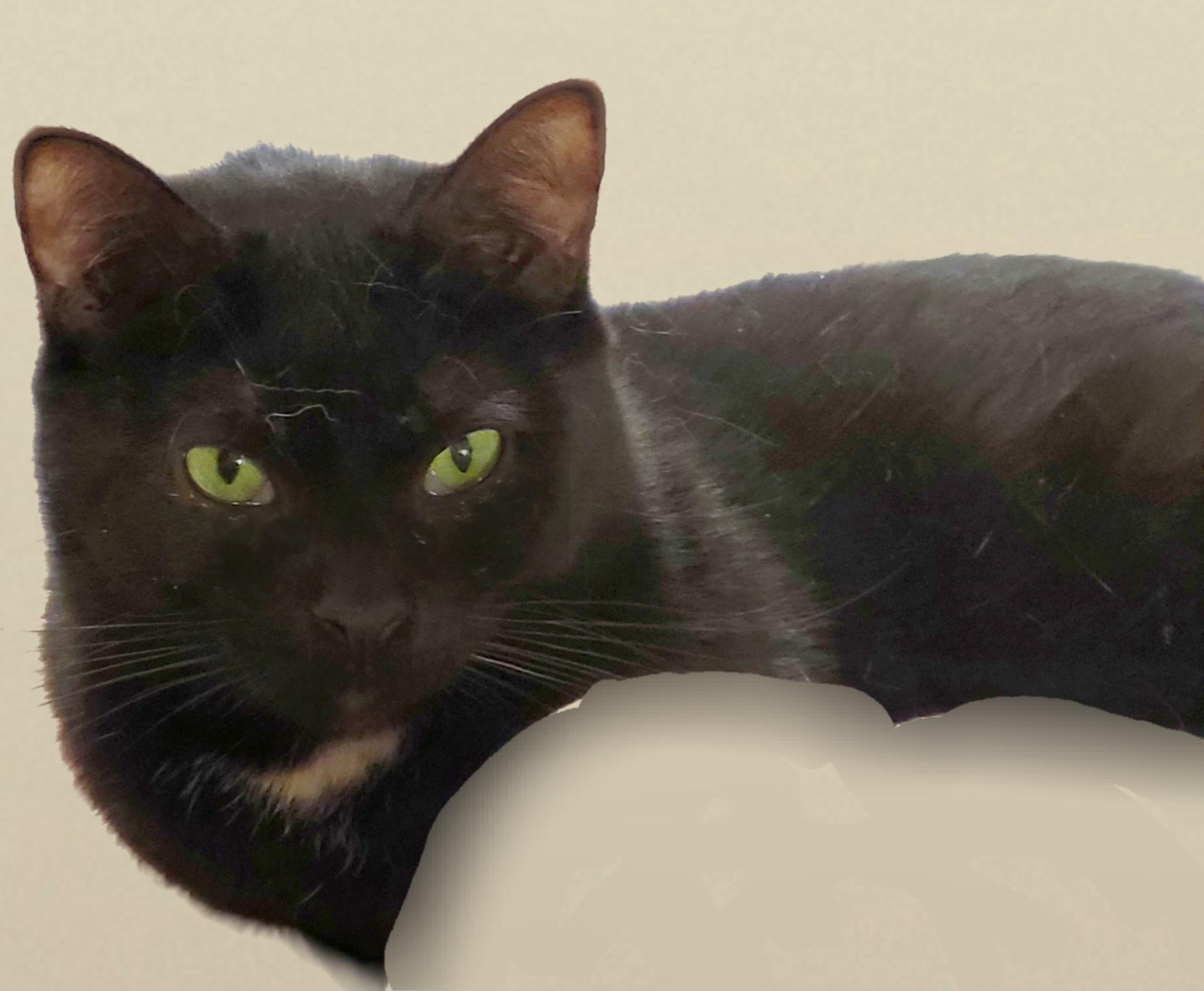 Enlarge Flower Rose, a Adoptable mixed breed in River Forest, IL image 1/6