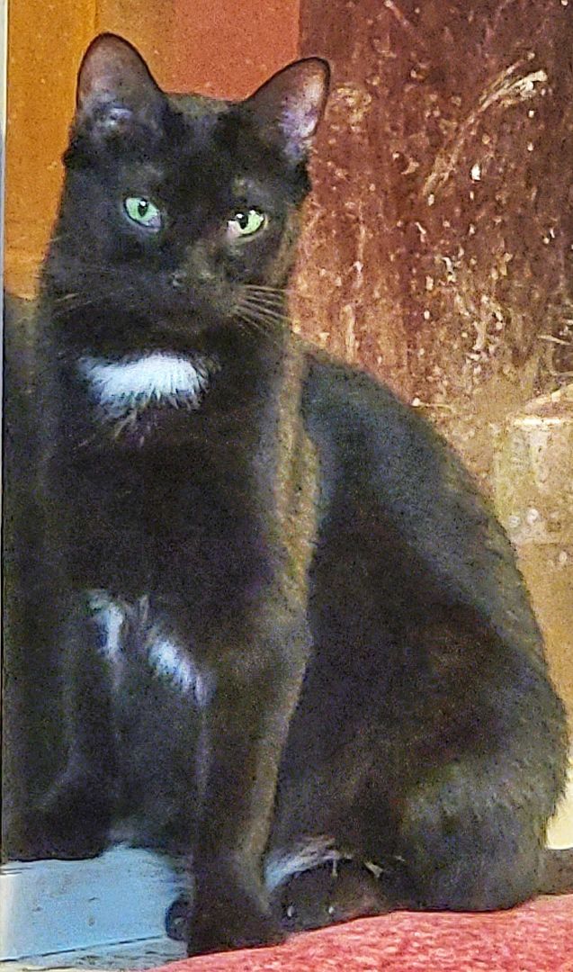 Flower Rose, a Adoptable mixed breed image 4/6