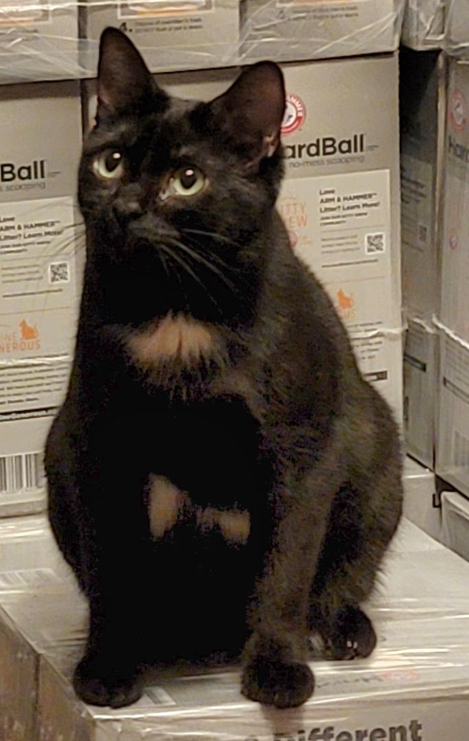 Flower Rose, a Adoptable mixed breed image 5/6