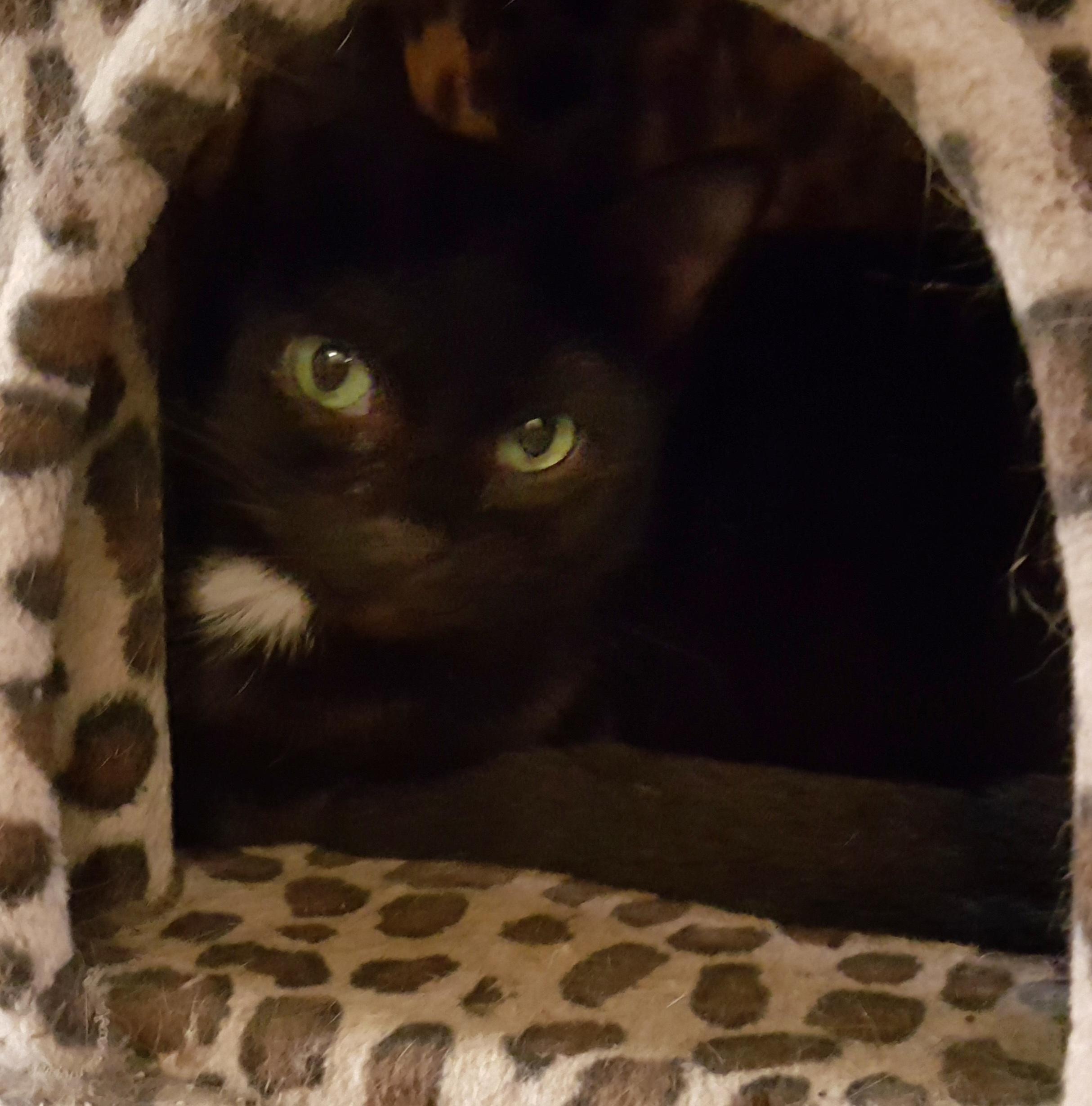 Flower Rose, an adoptable Bombay in River Forest, IL, 60305 | Photo Image 5