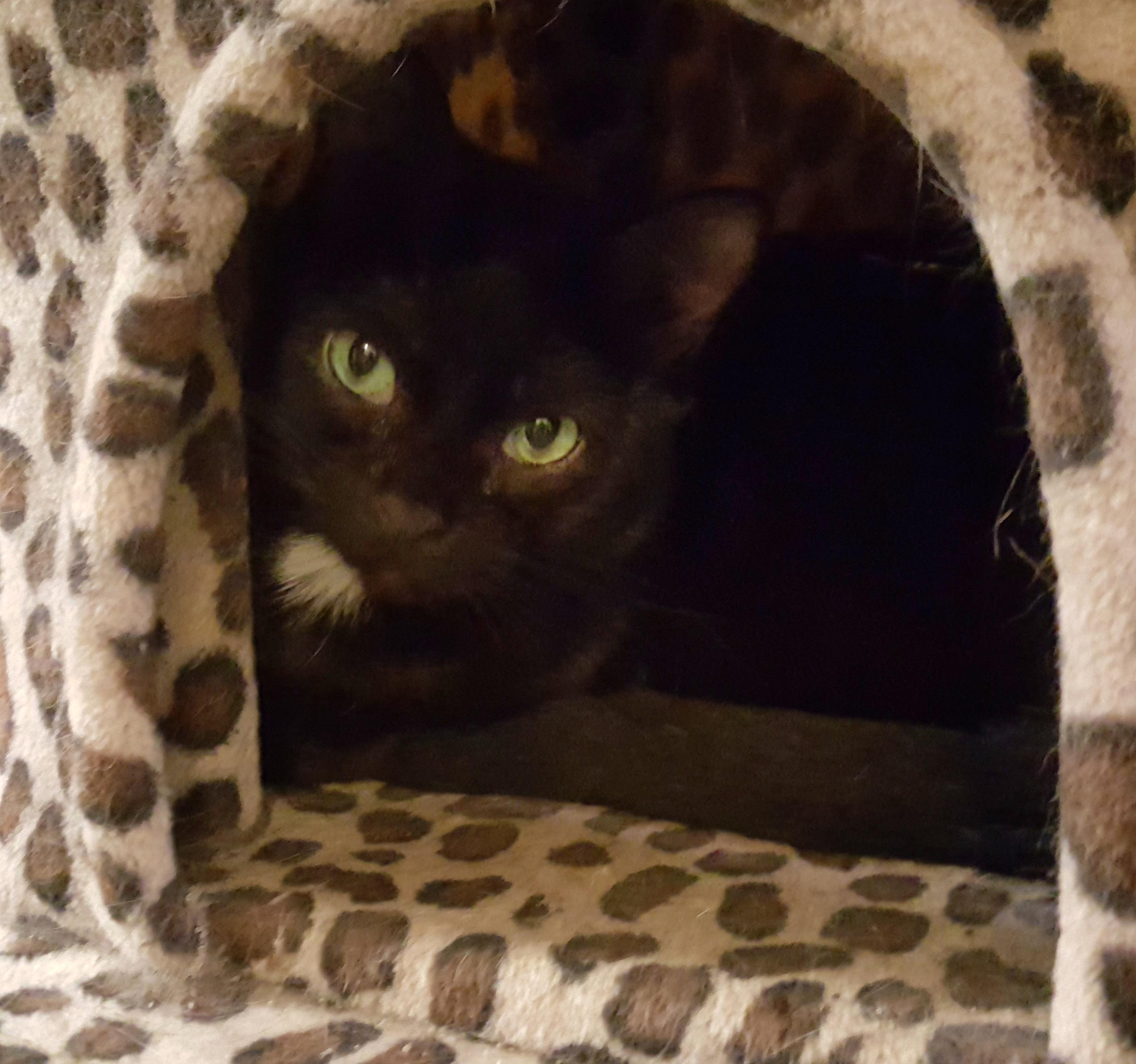 Flower Rose, Adoptable, Adult Female Bombay.